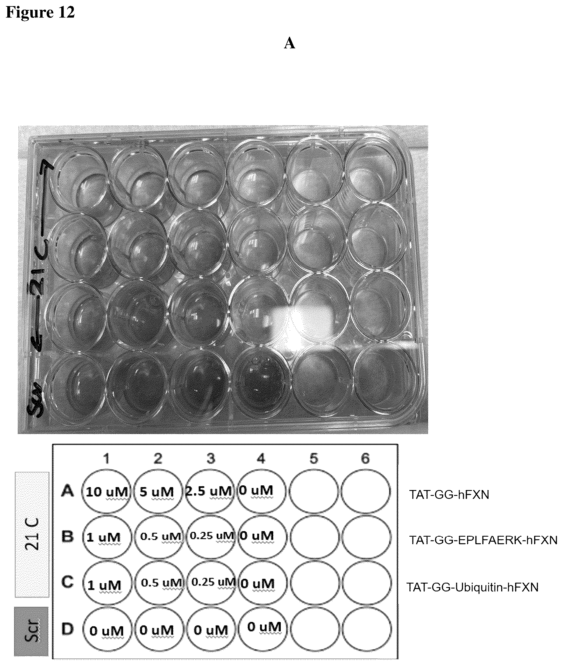 Patent US12351611 Figure 19 – Molecules for organelle-specific protein delivery