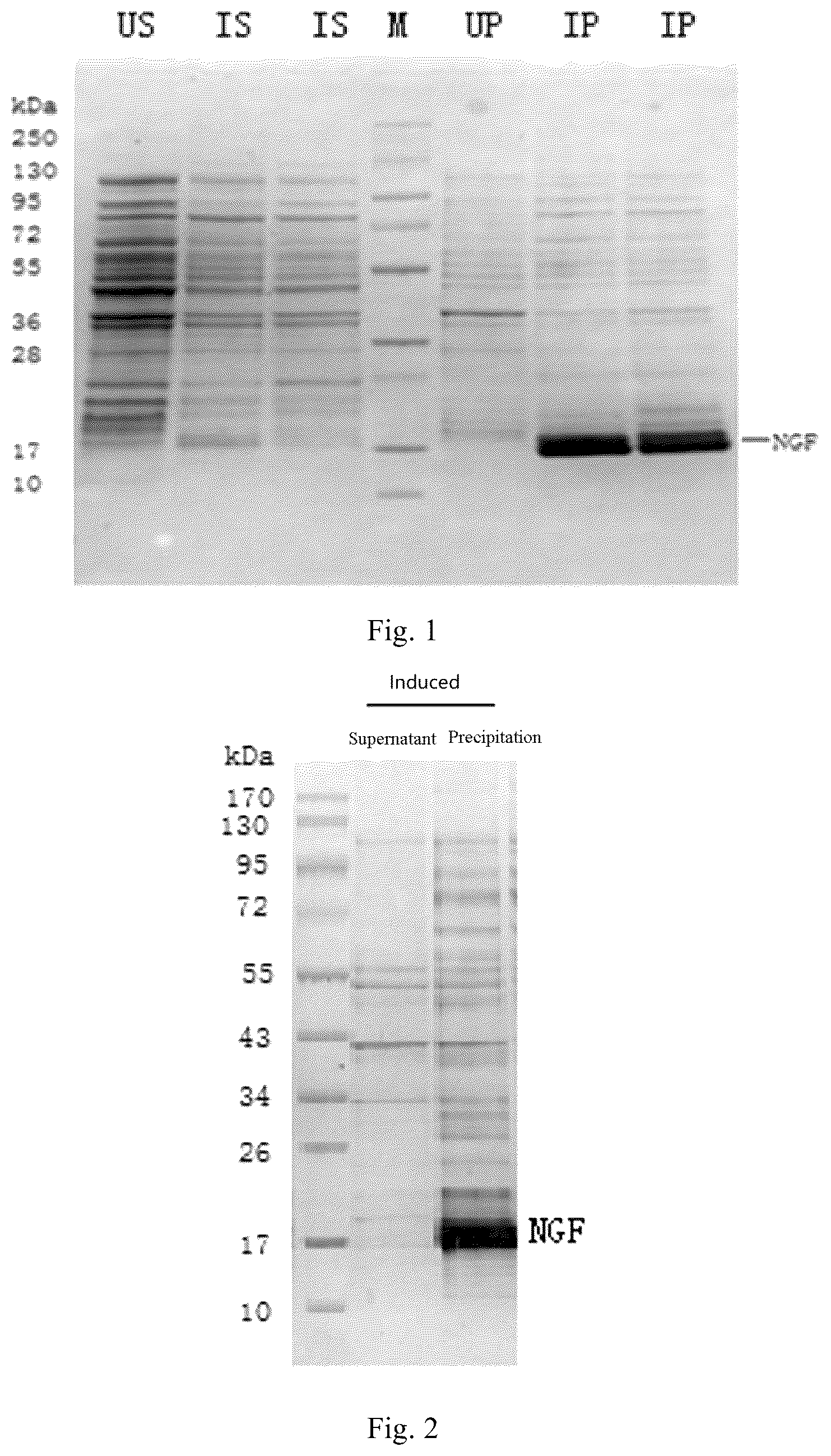 Patent US12351612 Figure 1 – Method for preparing recombinant human nerve growth factor