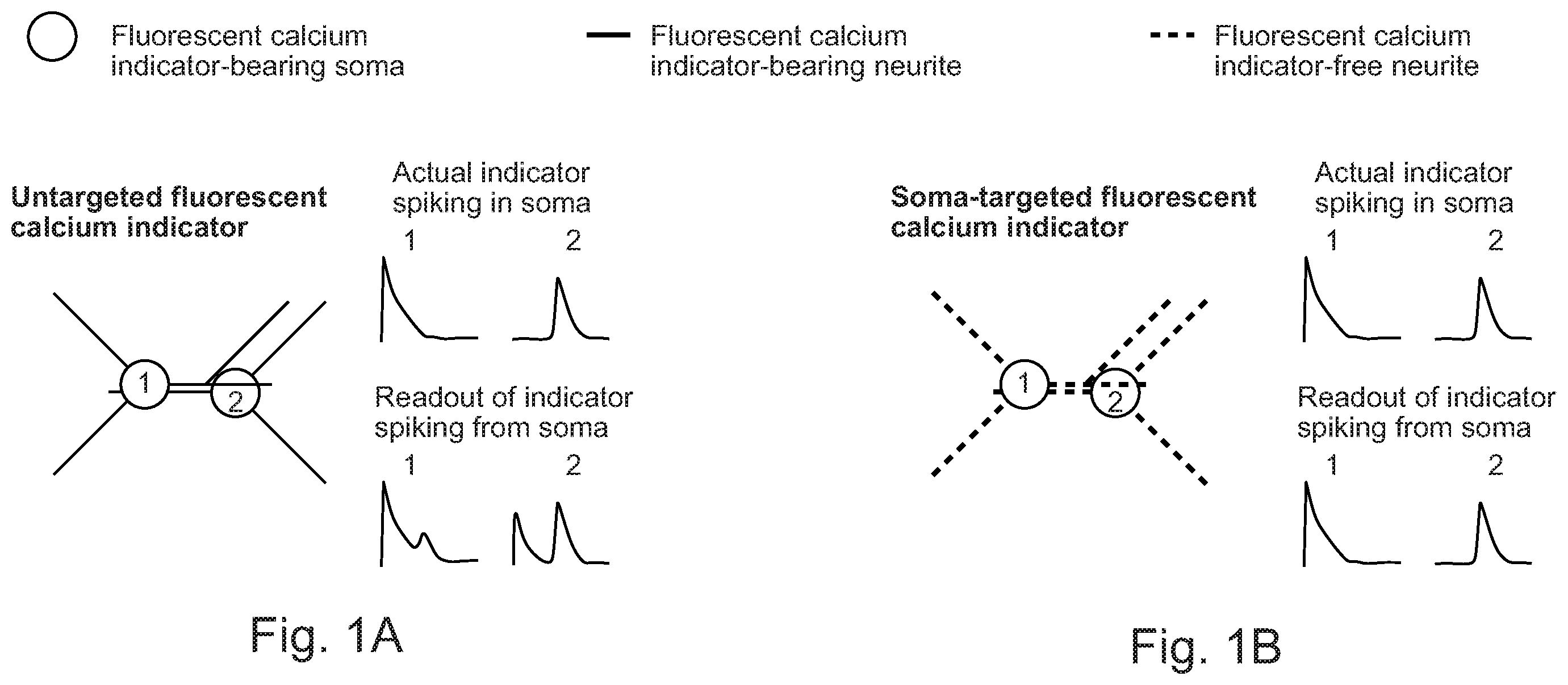 Patent US12351615 Figure 1 – Cell body targeted sensors