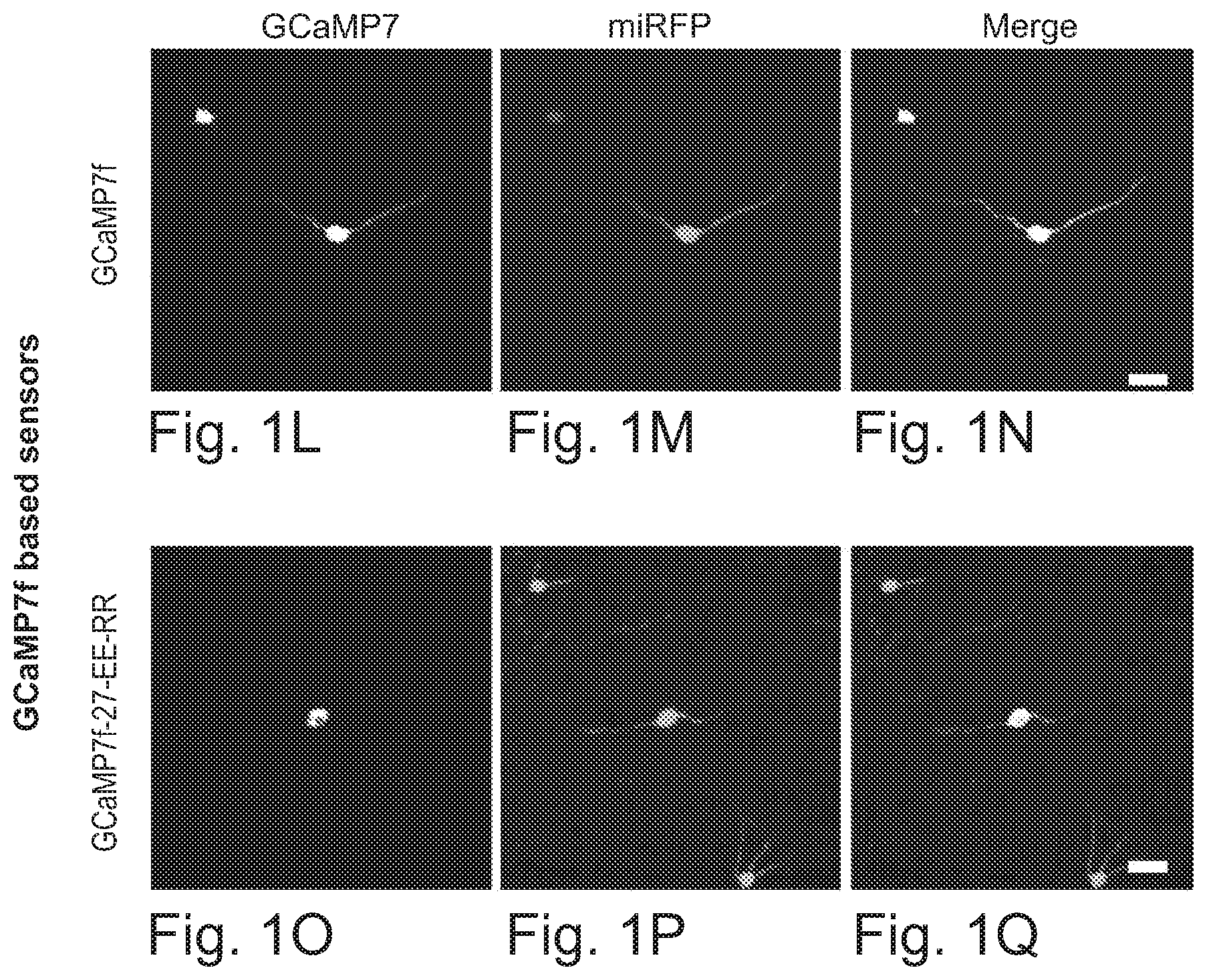Patent US12351615 Figure 3 – Cell body targeted sensors