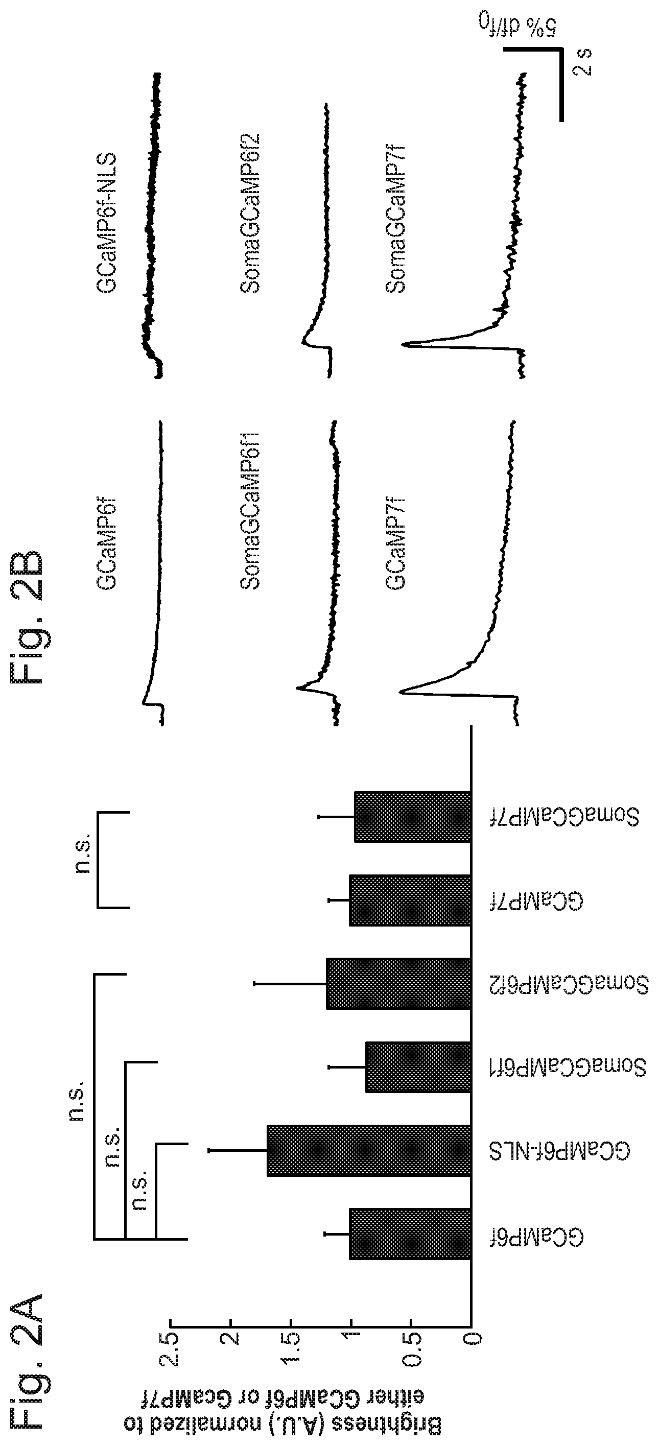 Patent US12351615 Figure 5 – Cell body targeted sensors