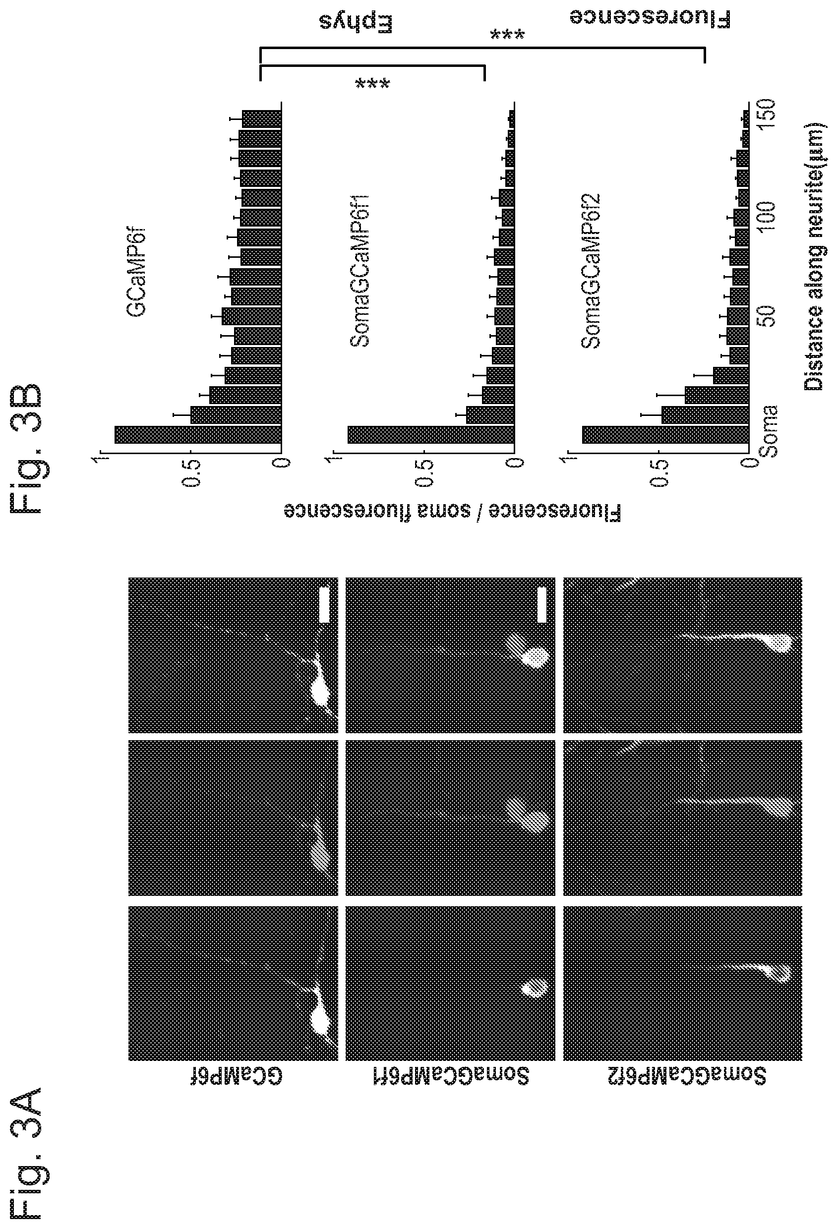 Patent US12351615 Figure 8 – Cell body targeted sensors