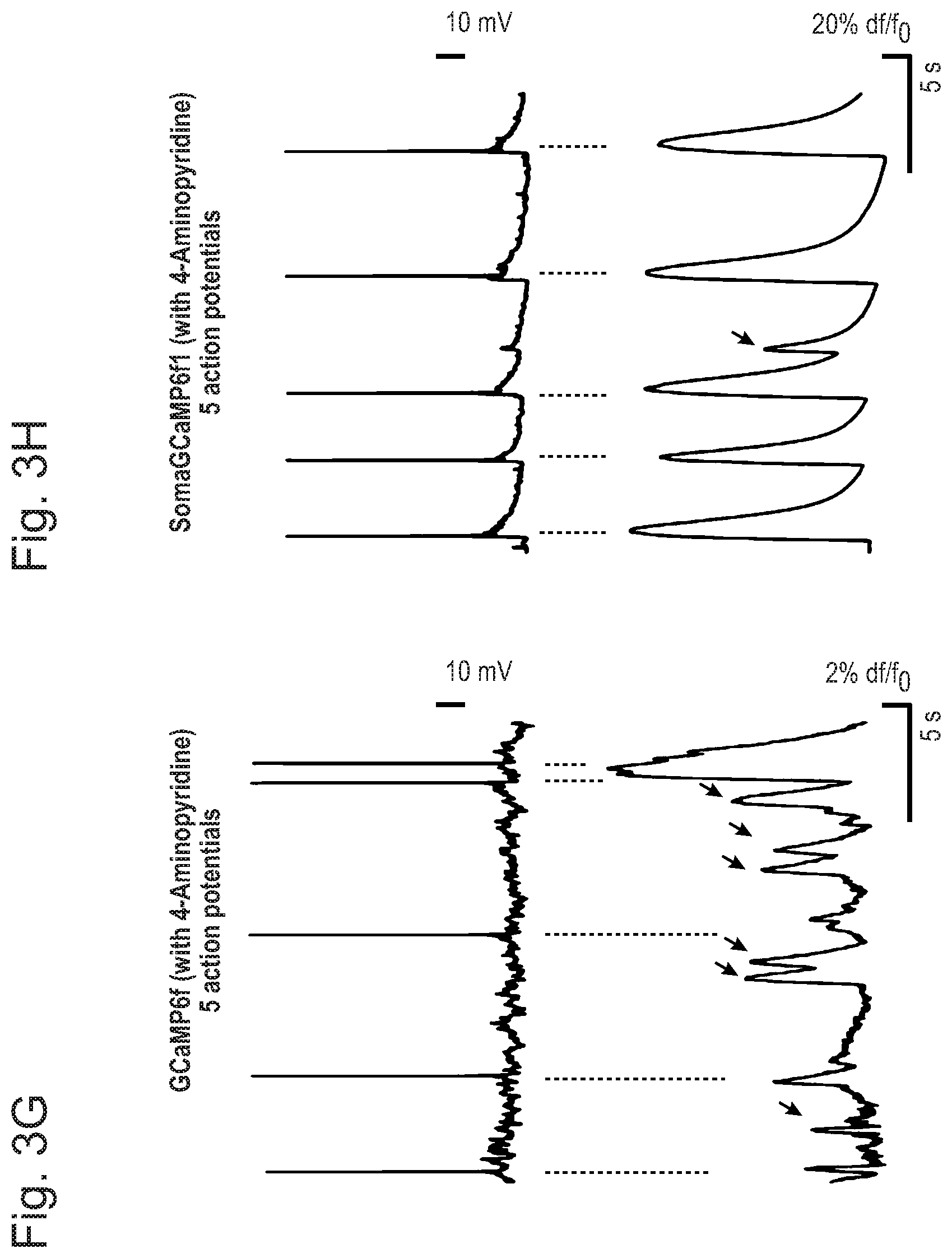 Patent US12351615 Figure 10 – Cell body targeted sensors
