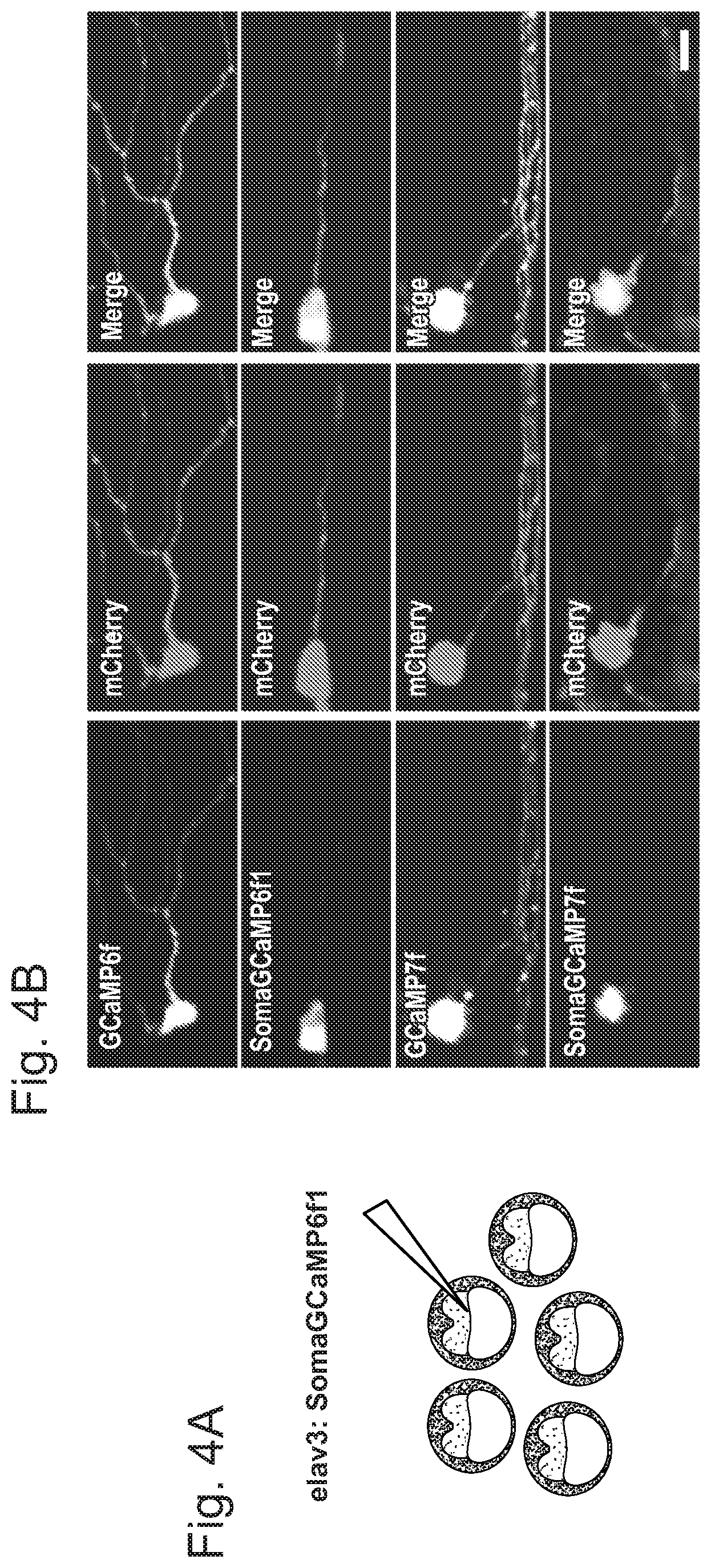 Patent US12351615 Figure 12 – Cell body targeted sensors