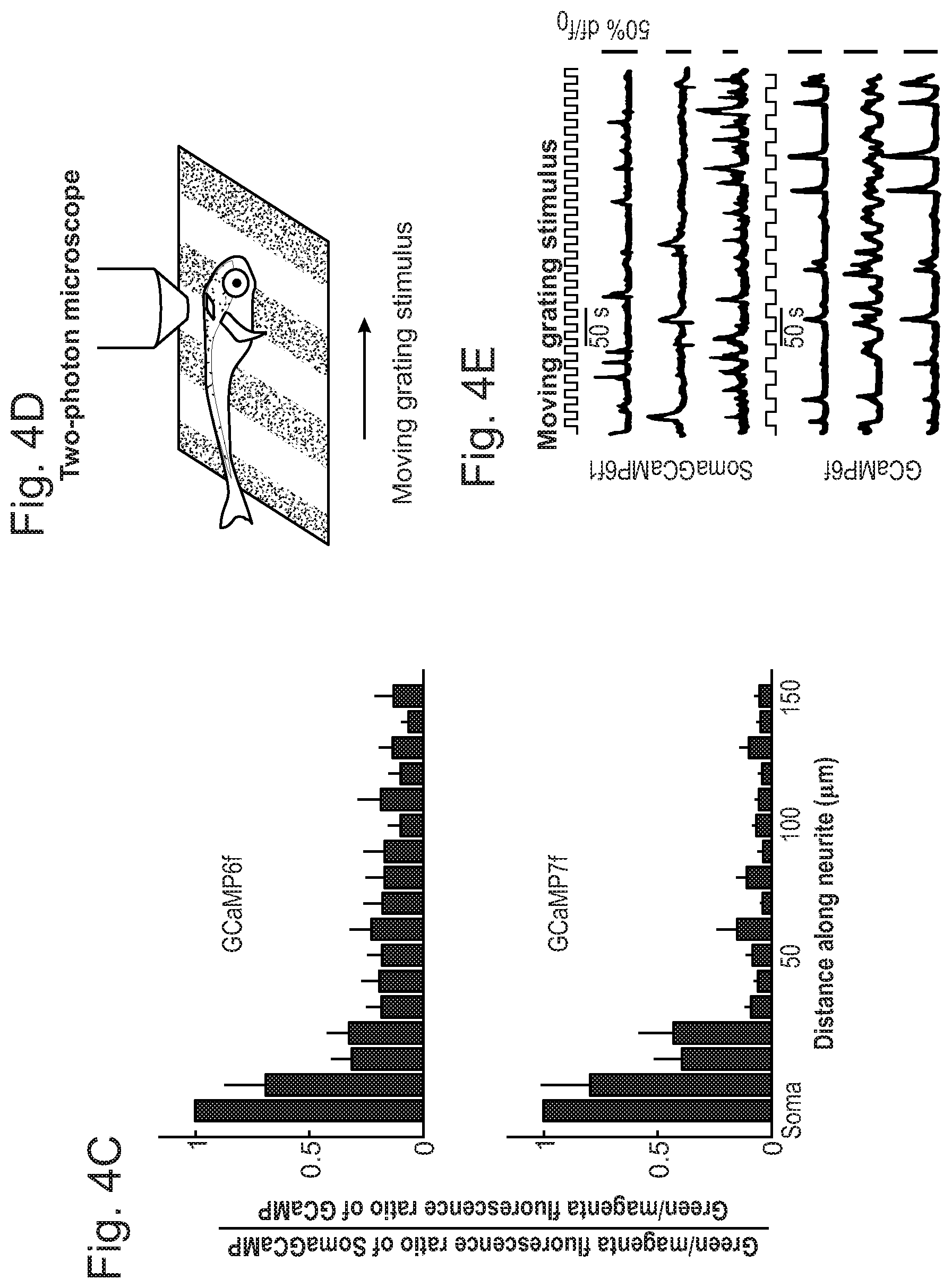 Patent US12351615 Figure 13 – Cell body targeted sensors
