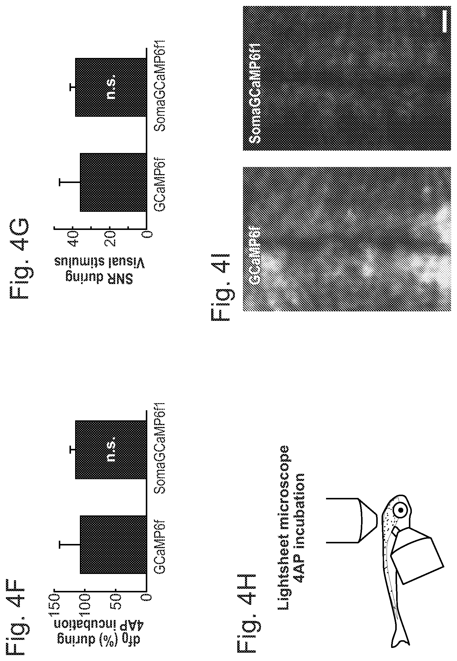 Patent US12351615 Figure 14 – Cell body targeted sensors