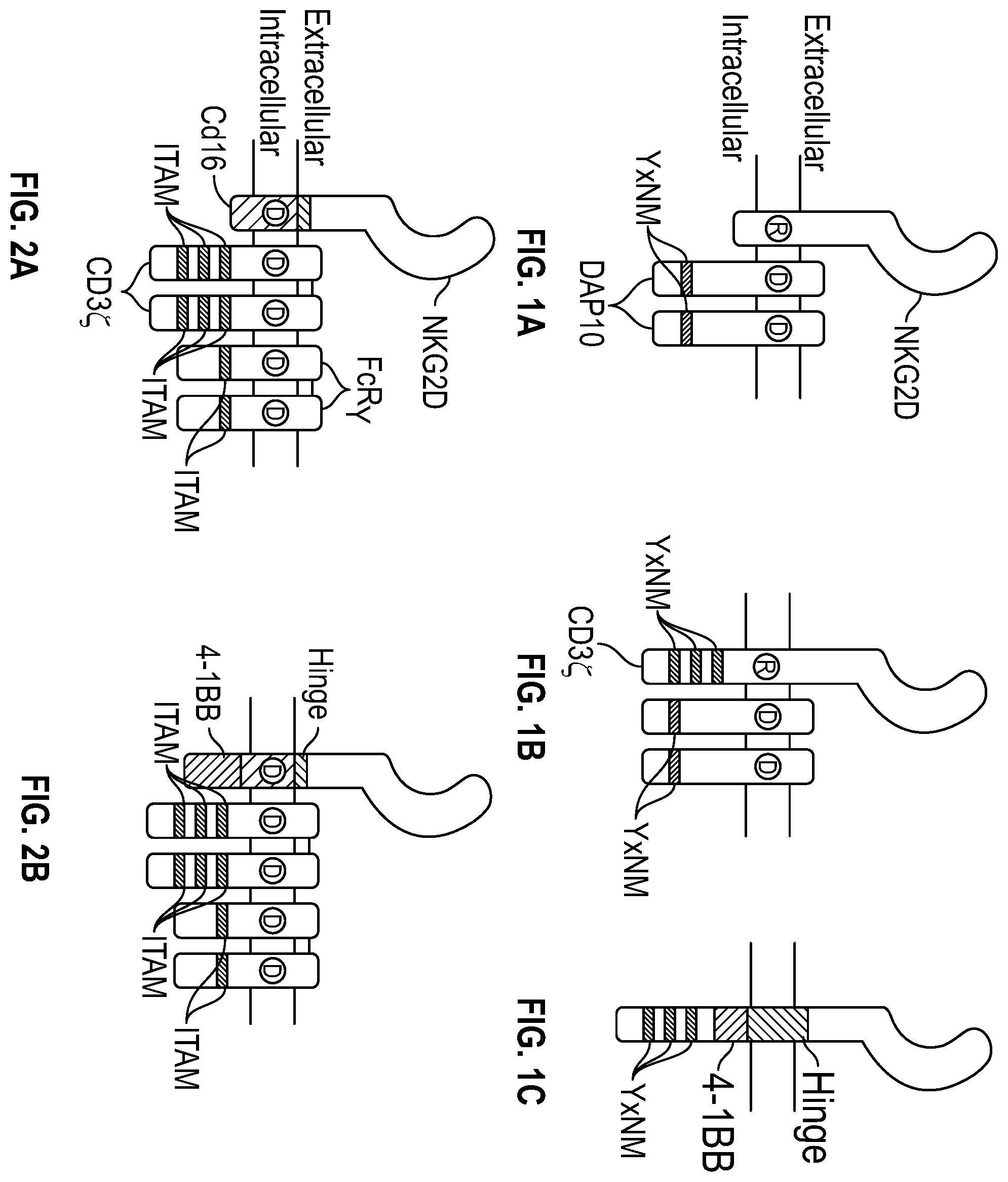 Patent US12351617 — Immune cells comprising truncated NKG2D chimeric receptors — Figure 1
