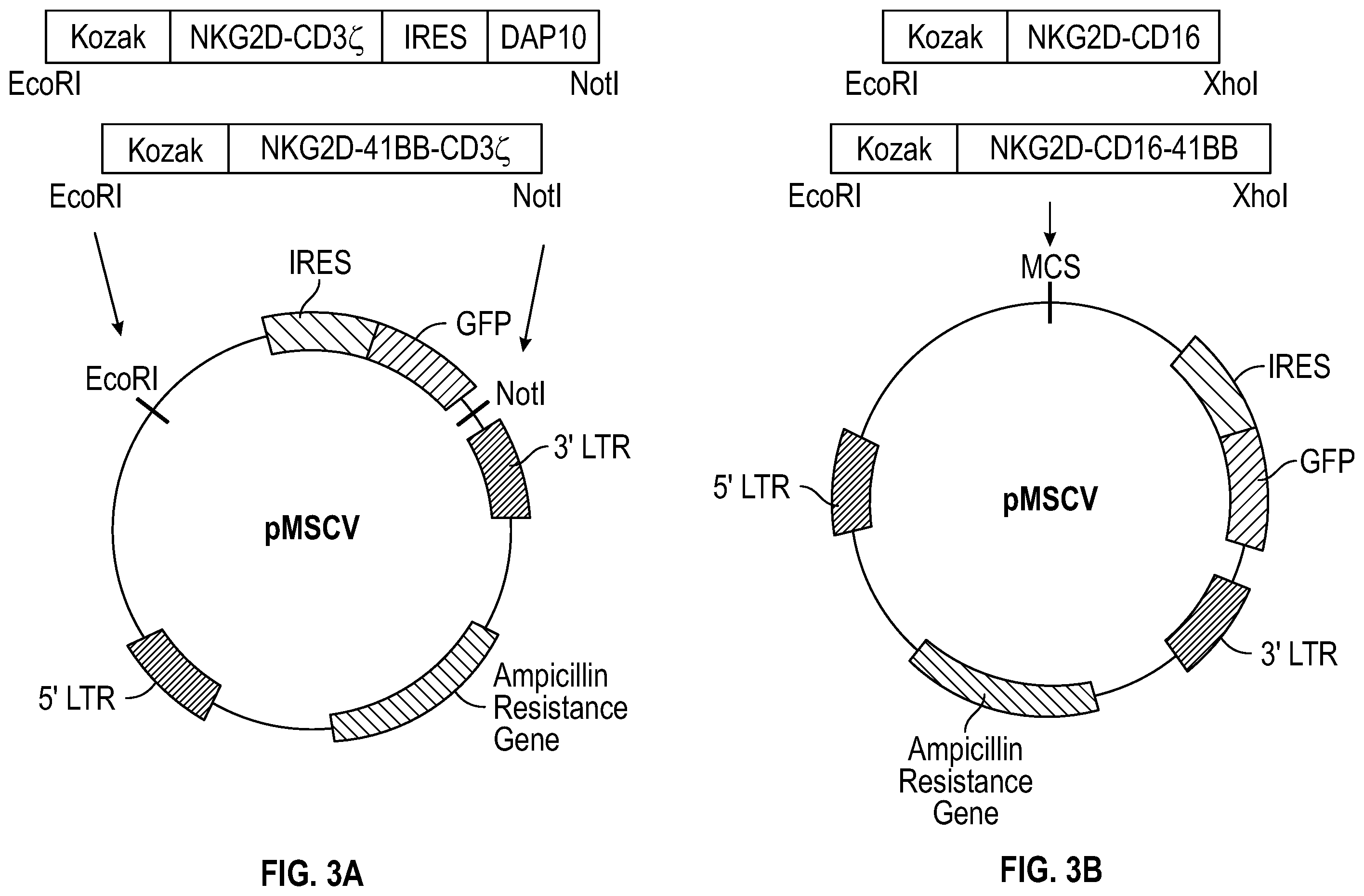 Patent US12351617 Figure 2 – Immune cells comprising truncated NKG2D chimeric receptors