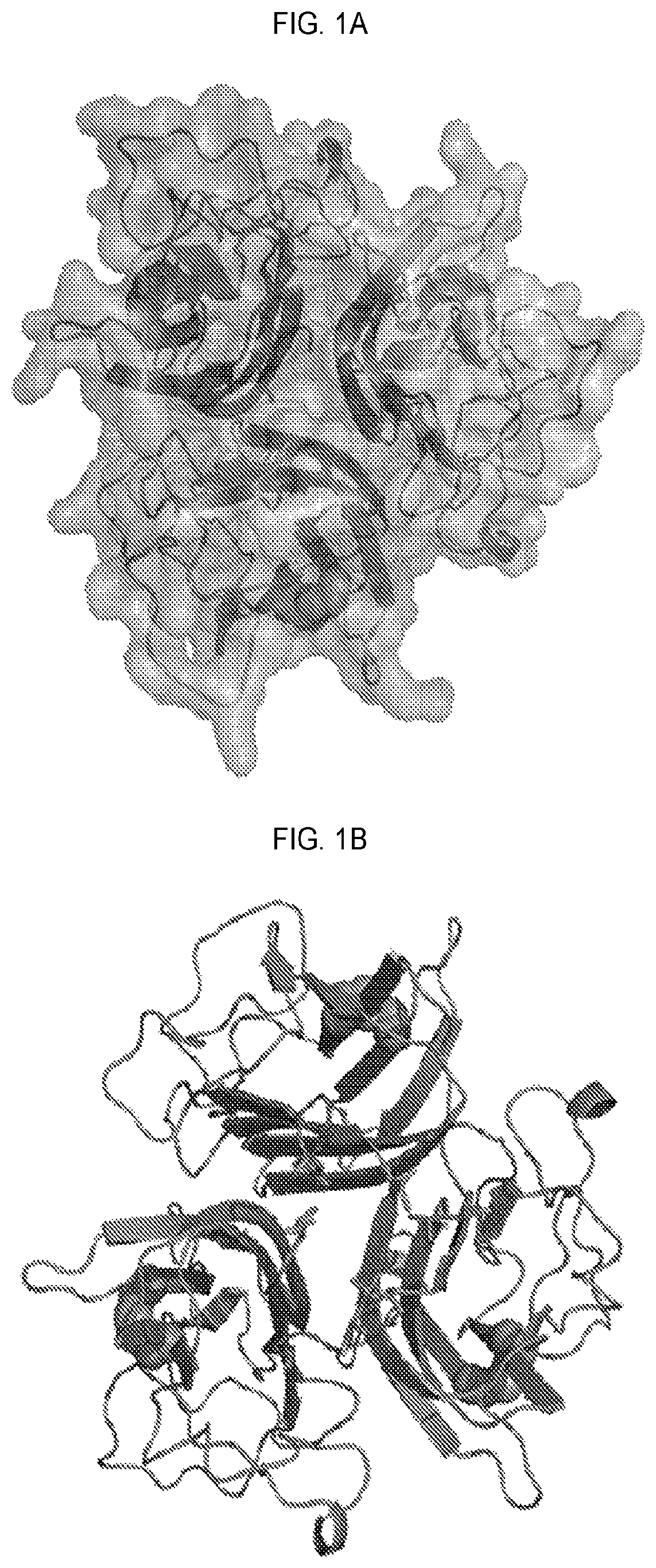 Patent US12351618 Figure 1 – Engineered trimeric CD70 proteins and uses thereof