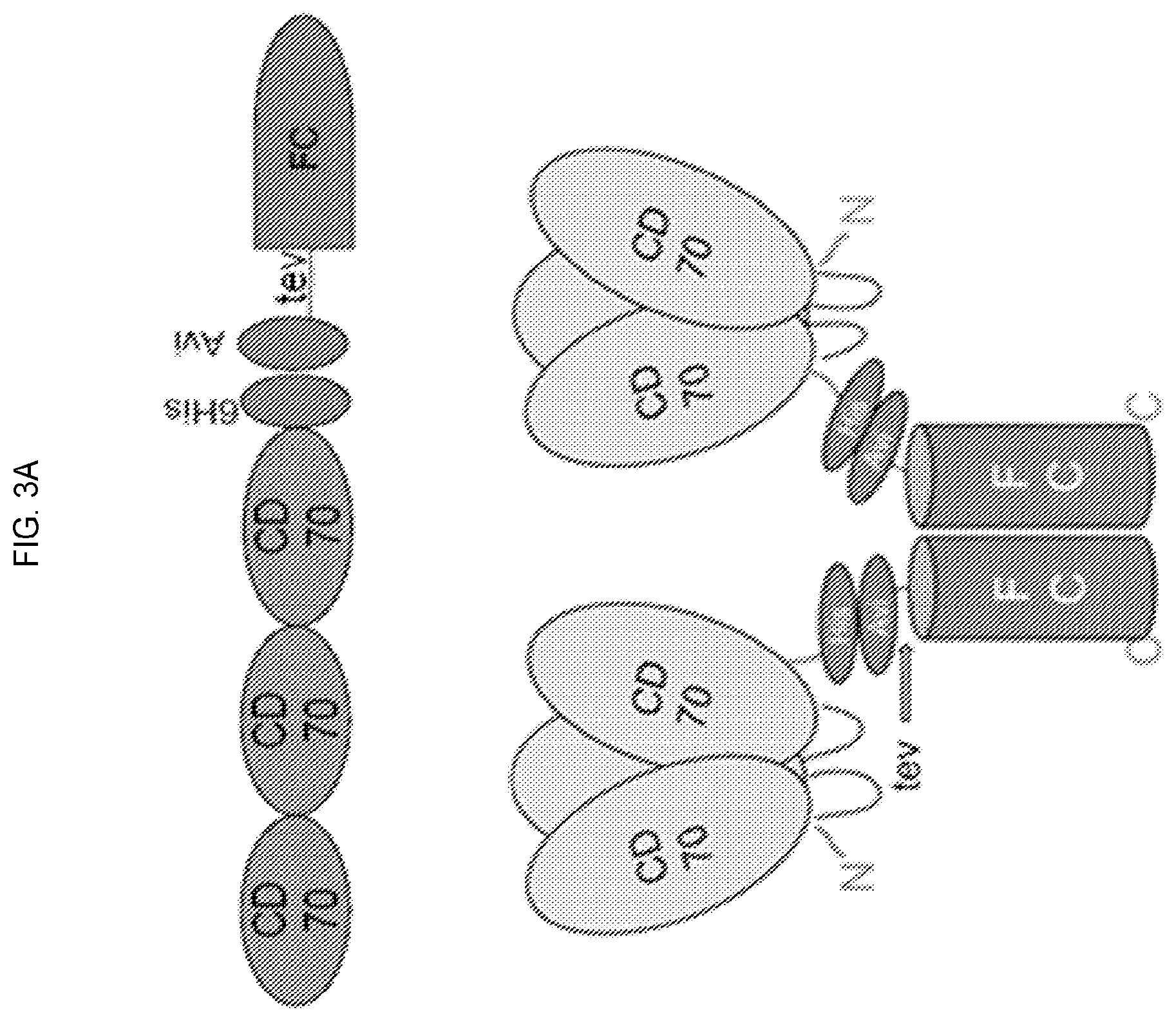 Patent US12351618 Figure 3 – Engineered trimeric CD70 proteins and uses thereof