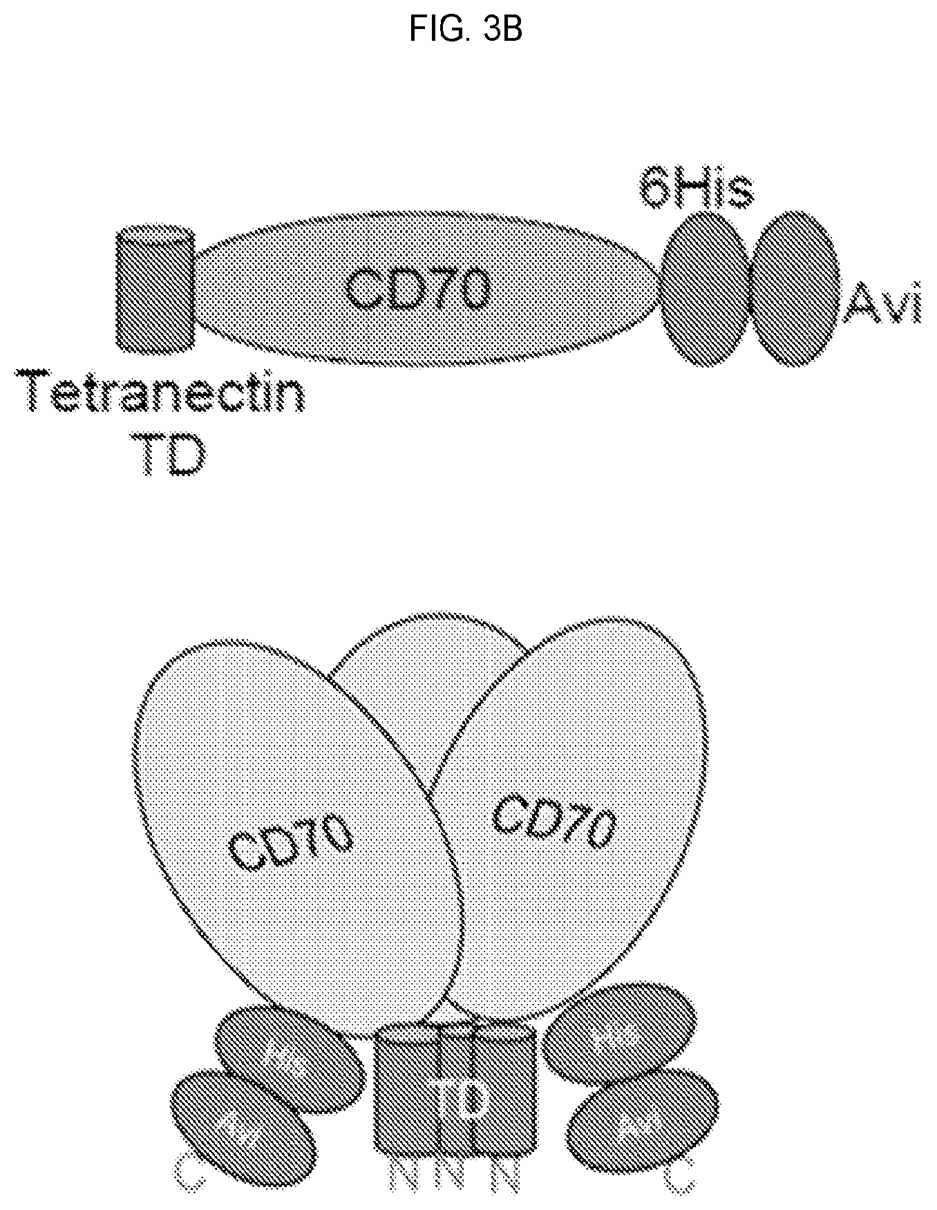 Patent US12351618 Figure 4 – Engineered trimeric CD70 proteins and uses thereof