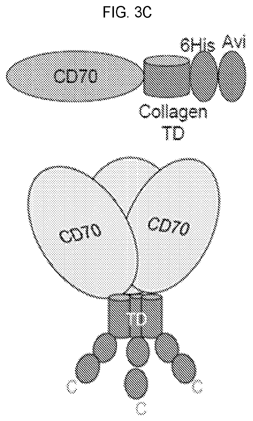 Patent US12351618 Figure 5 – Engineered trimeric CD70 proteins and uses thereof