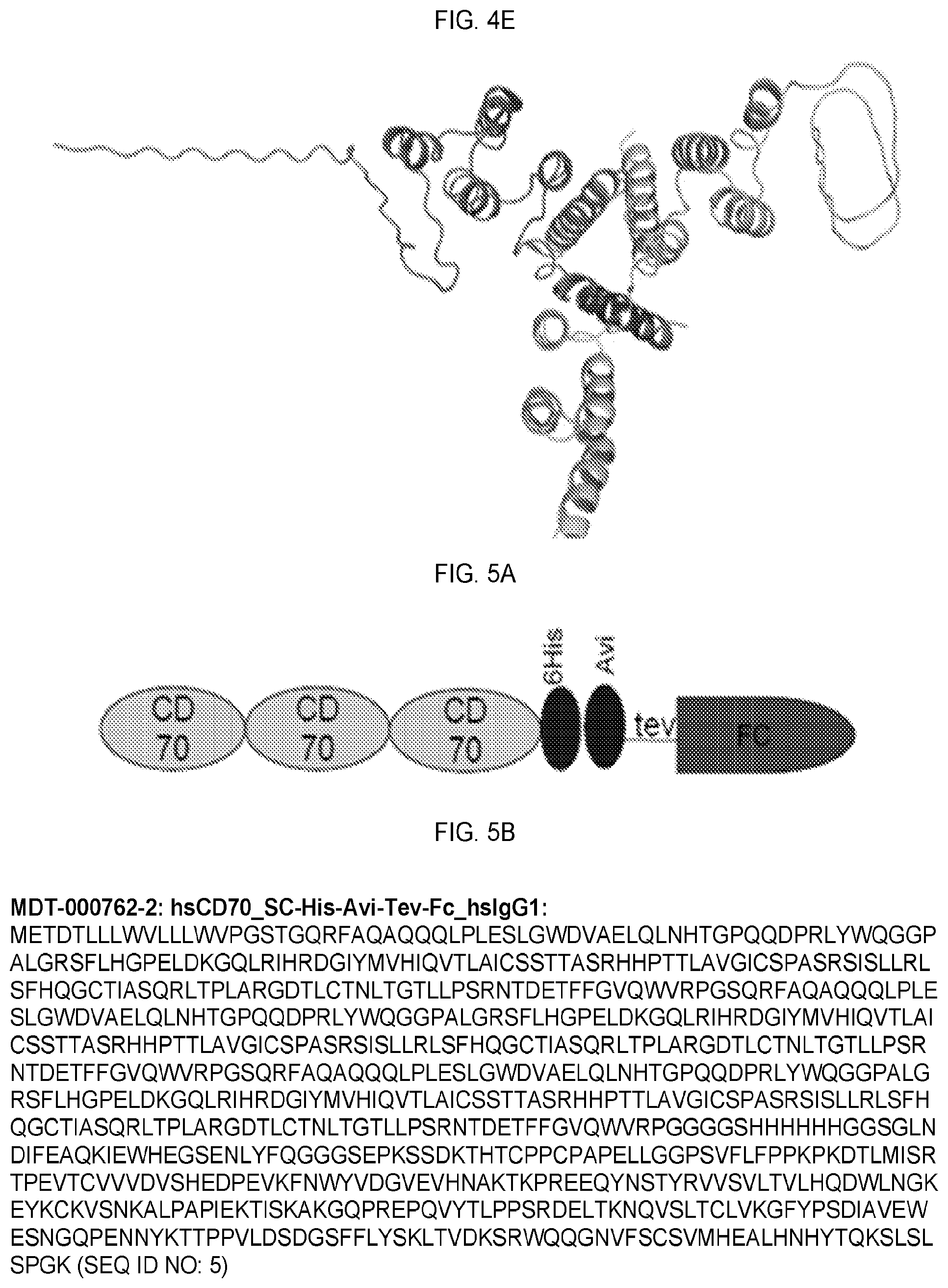 Patent US12351618 Figure 8 – Engineered trimeric CD70 proteins and uses thereof