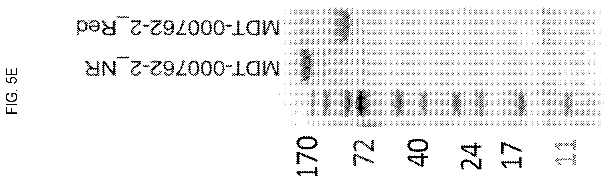 Patent US12351618 Figure 11 – Engineered trimeric CD70 proteins and uses thereof