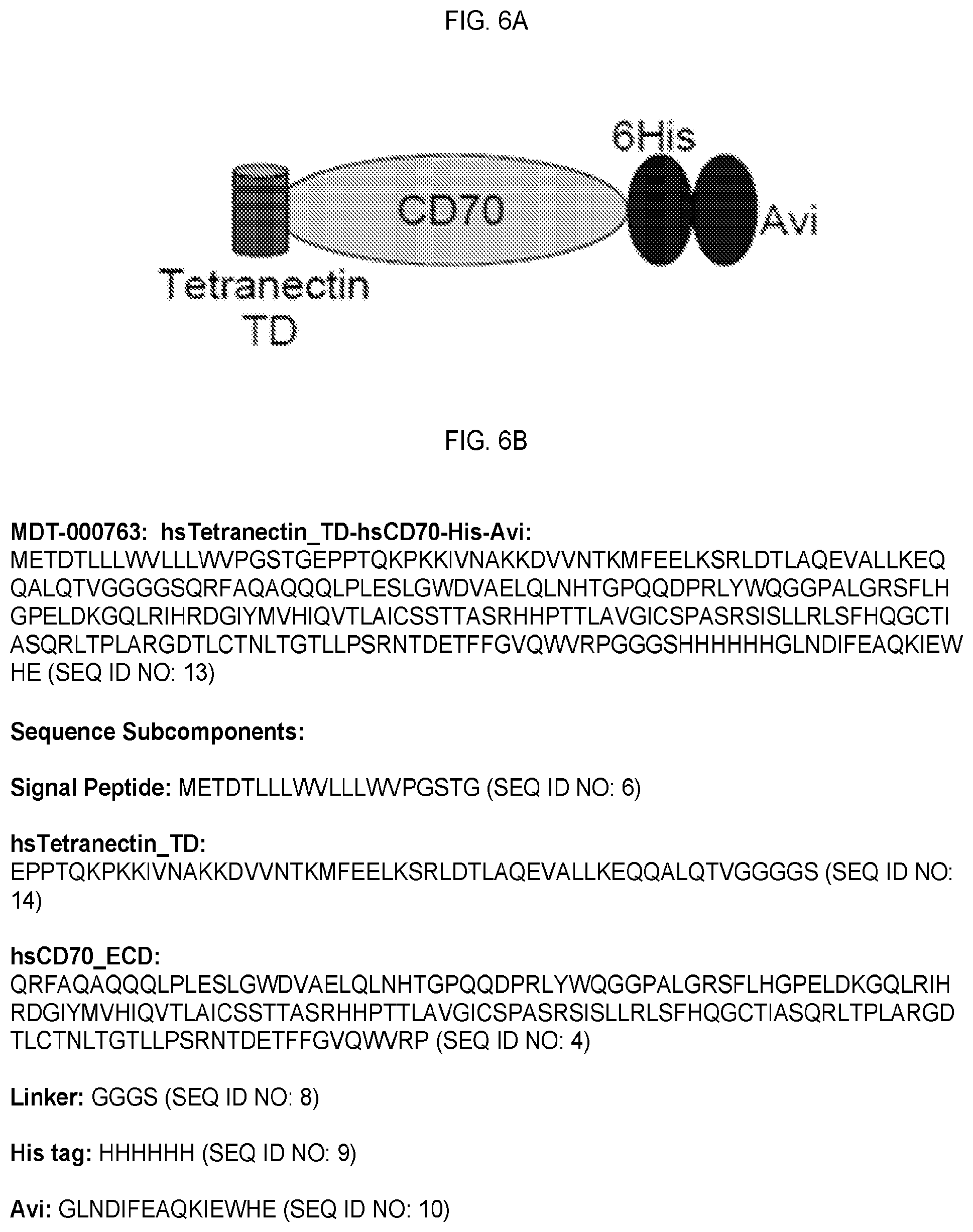 Patent US12351618 Figure 12 – Engineered trimeric CD70 proteins and uses thereof