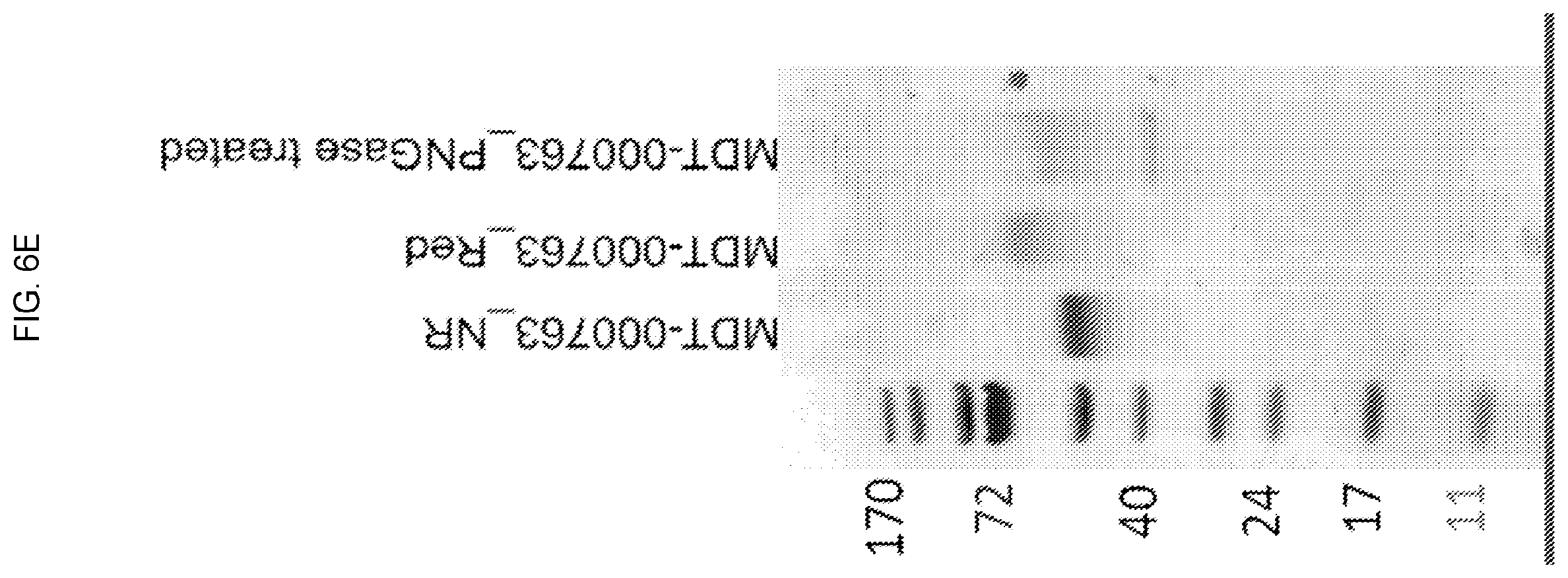 Patent US12351618 Figure 14 – Engineered trimeric CD70 proteins and uses thereof