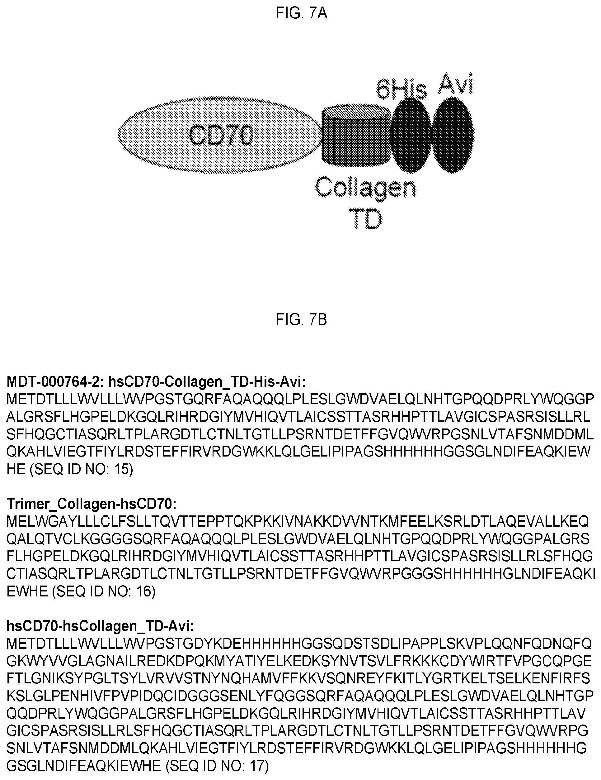 Patent US12351618 Figure 15 – Engineered trimeric CD70 proteins and uses thereof