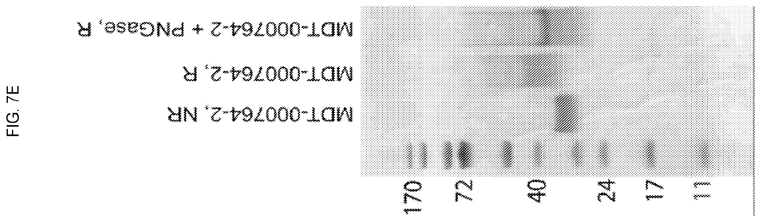 Patent US12351618 Figure 18 – Engineered trimeric CD70 proteins and uses thereof