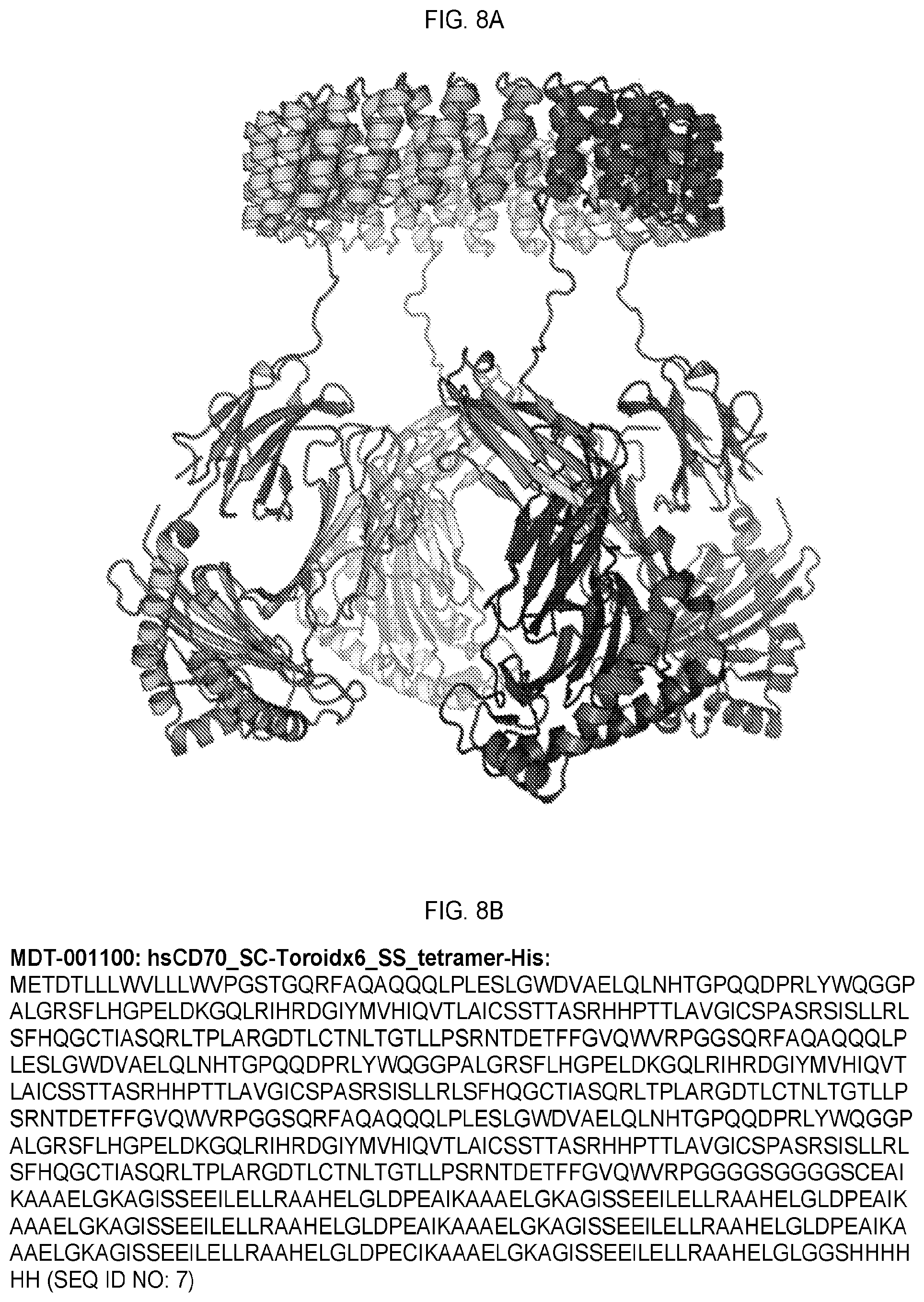 Patent US12351618 Figure 19 – Engineered trimeric CD70 proteins and uses thereof