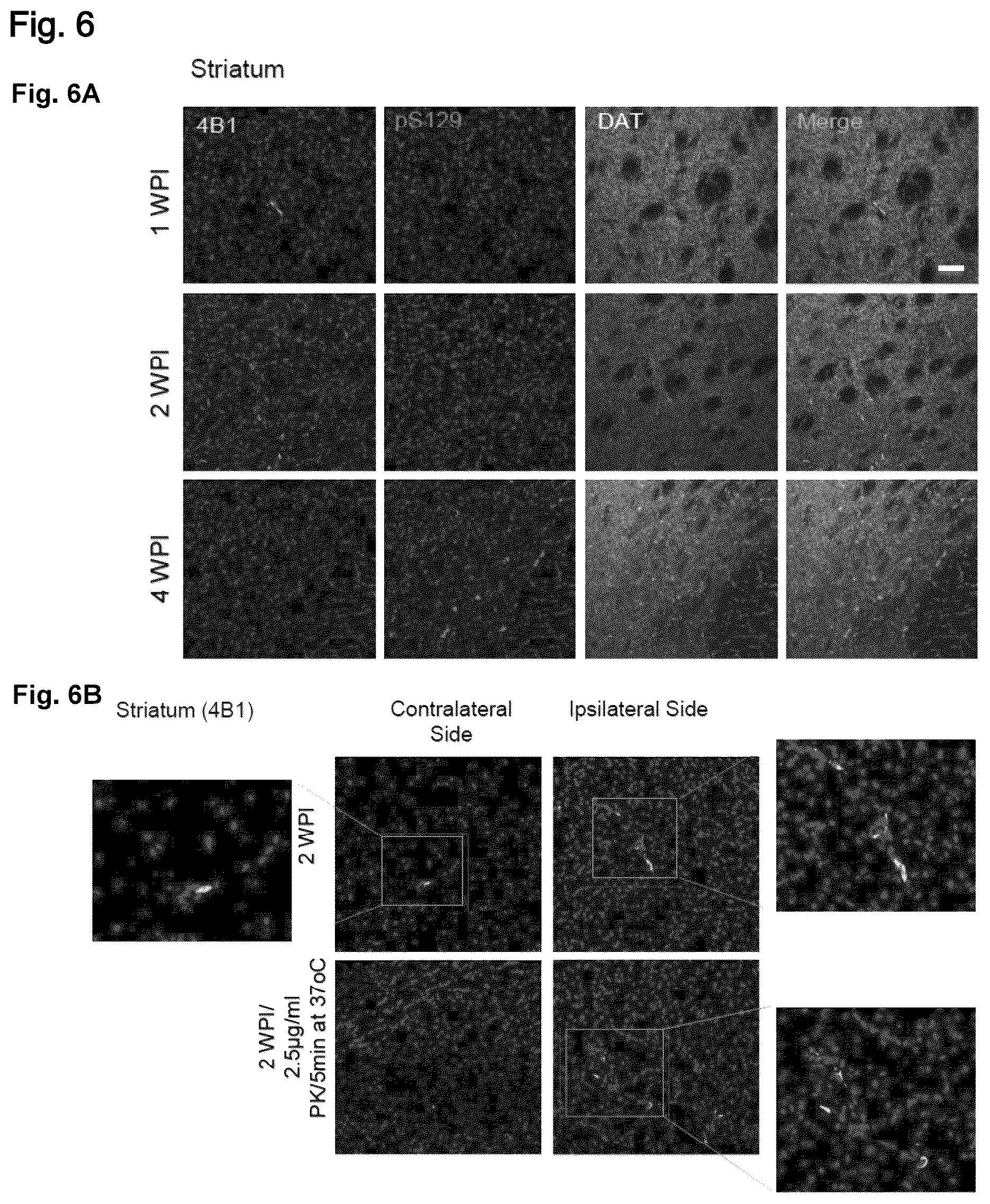 Patent US12351623 Figure 6 – Antibody compositions targeting non-phosphorylated alpha-synuclein aggregates