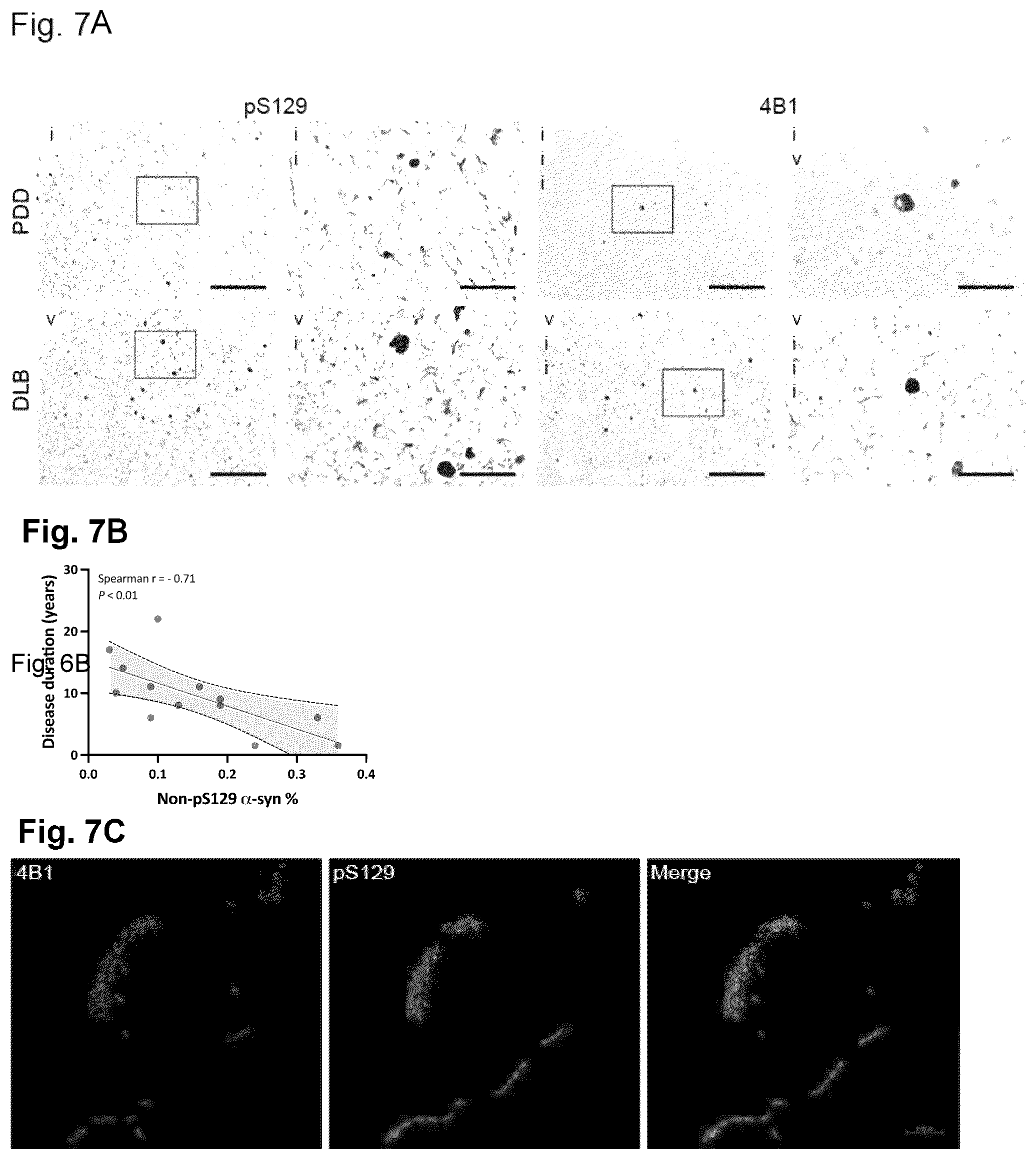 Patent US12351623 Figure 7 – Antibody compositions targeting non-phosphorylated alpha-synuclein aggregates