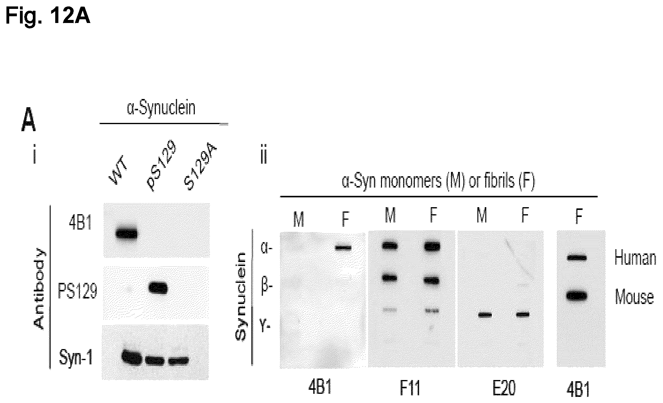 Patent US12351623 Figure 12 – Antibody compositions targeting non-phosphorylated alpha-synuclein aggregates
