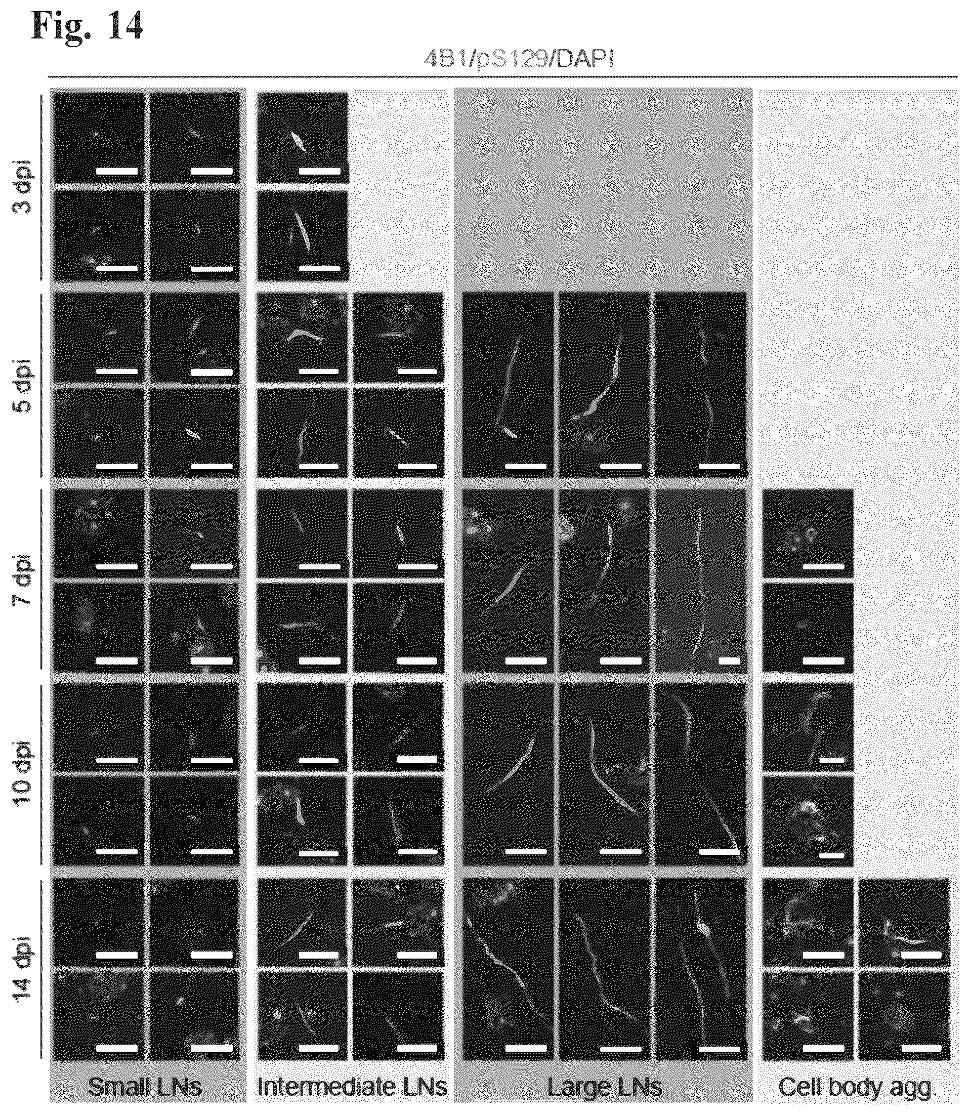 Patent US12351623 Figure 15 – Antibody compositions targeting non-phosphorylated alpha-synuclein aggregates