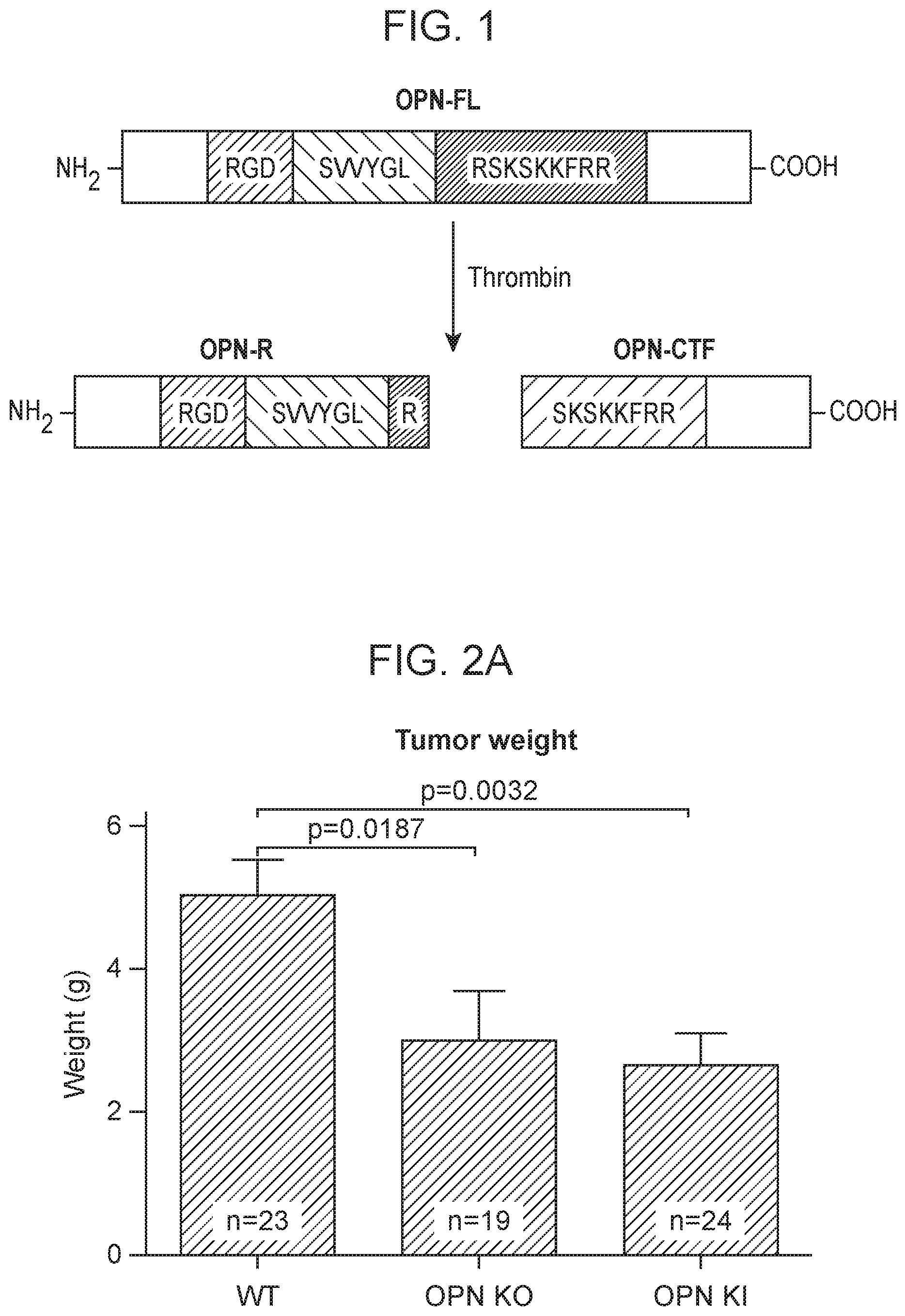 Patent US12351625 Figure 1 – Therapeutic antibodies against osteopontin