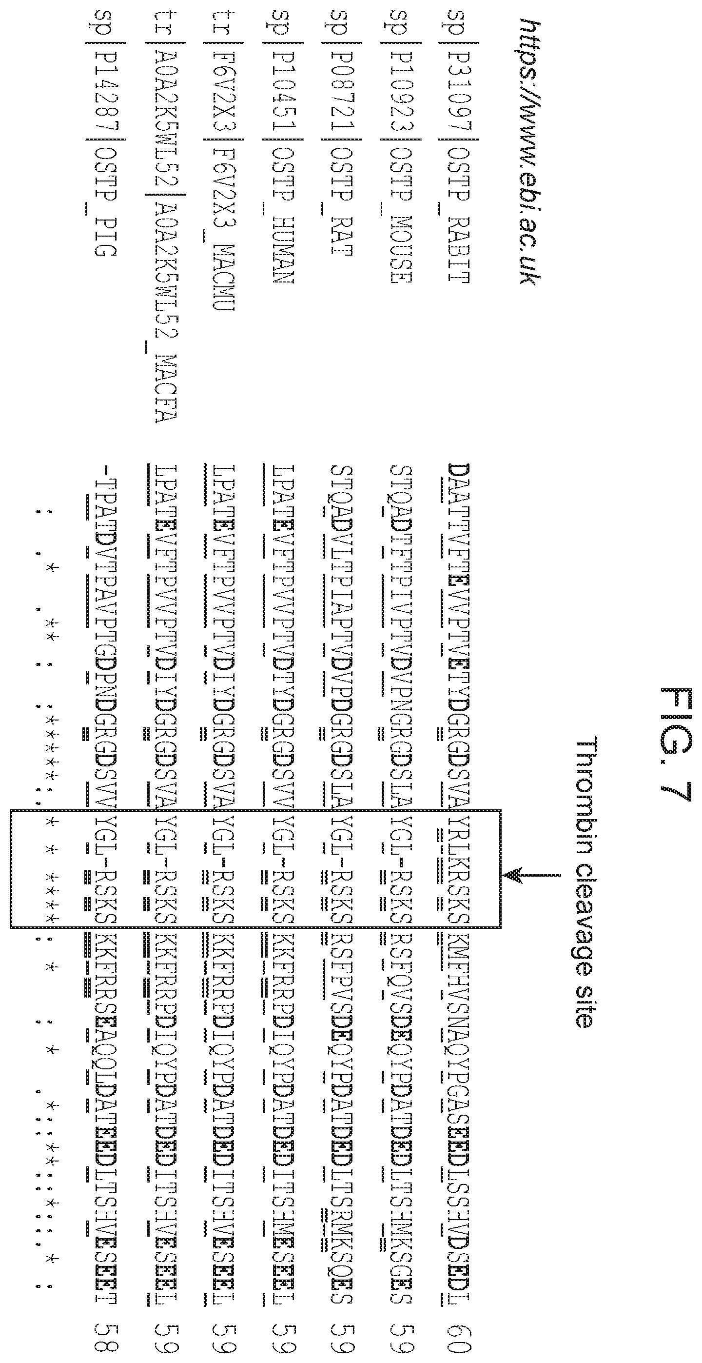 Patent US12351625 Figure 6 – Therapeutic antibodies against osteopontin