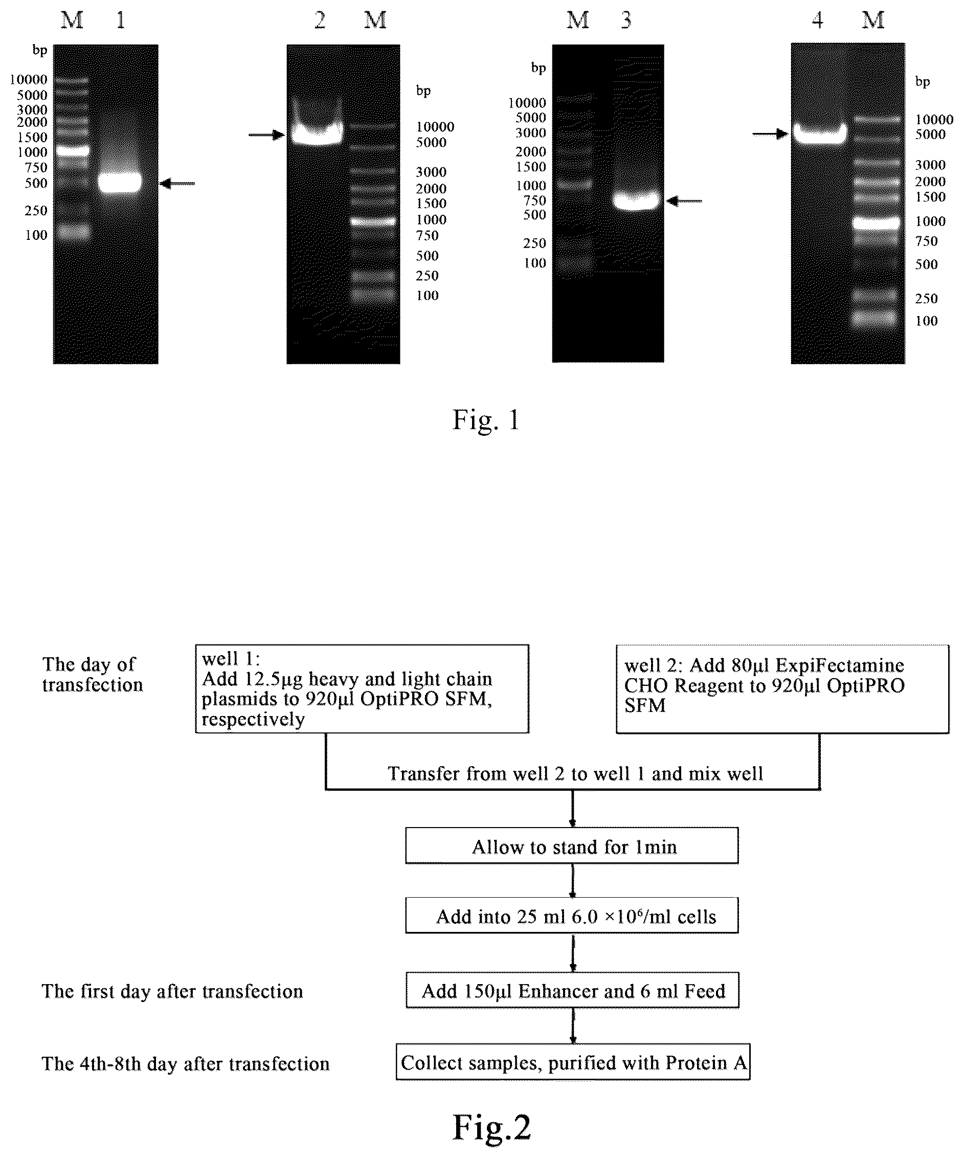 Patent US12351626 Figure 1 – Anti-human interleukin-33 monoclonal antibody and use thereof