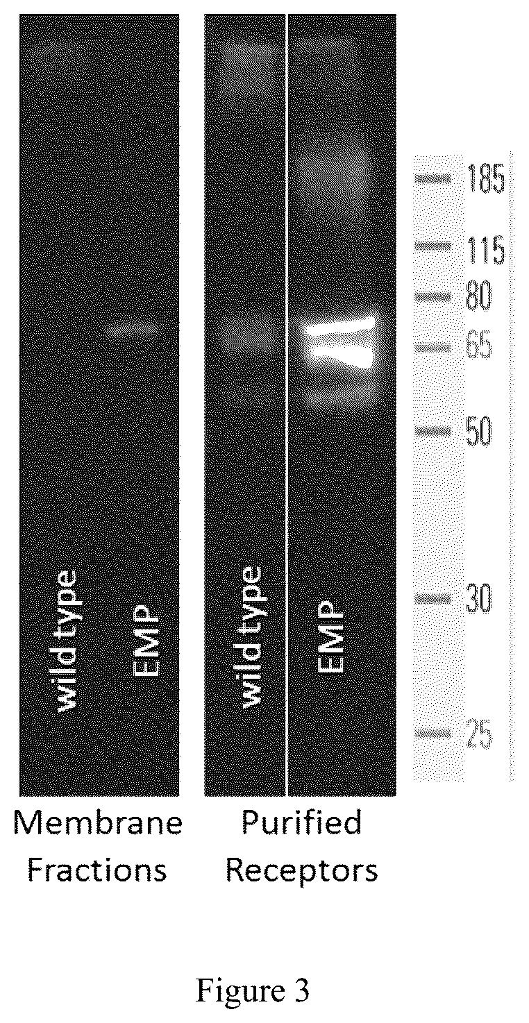 Patent US12351628 Figure 3 – Modified membrane spanning proteins and methods for the preparation and use thereof