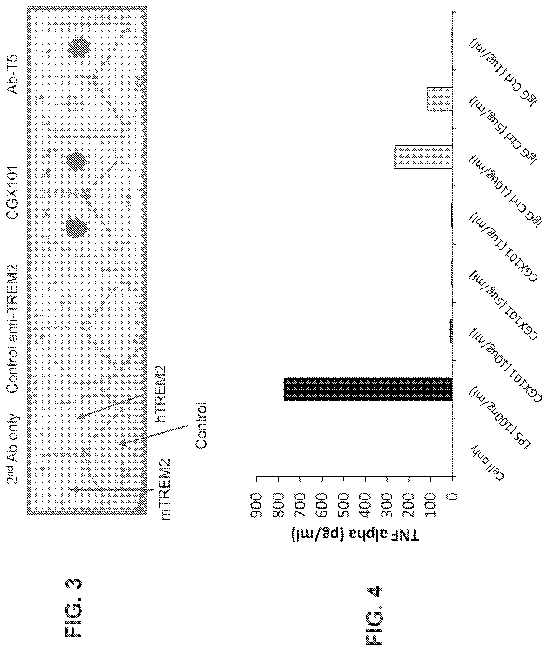 Patent US12351629 Figure 4 – TREM2 antibodies and uses thereof