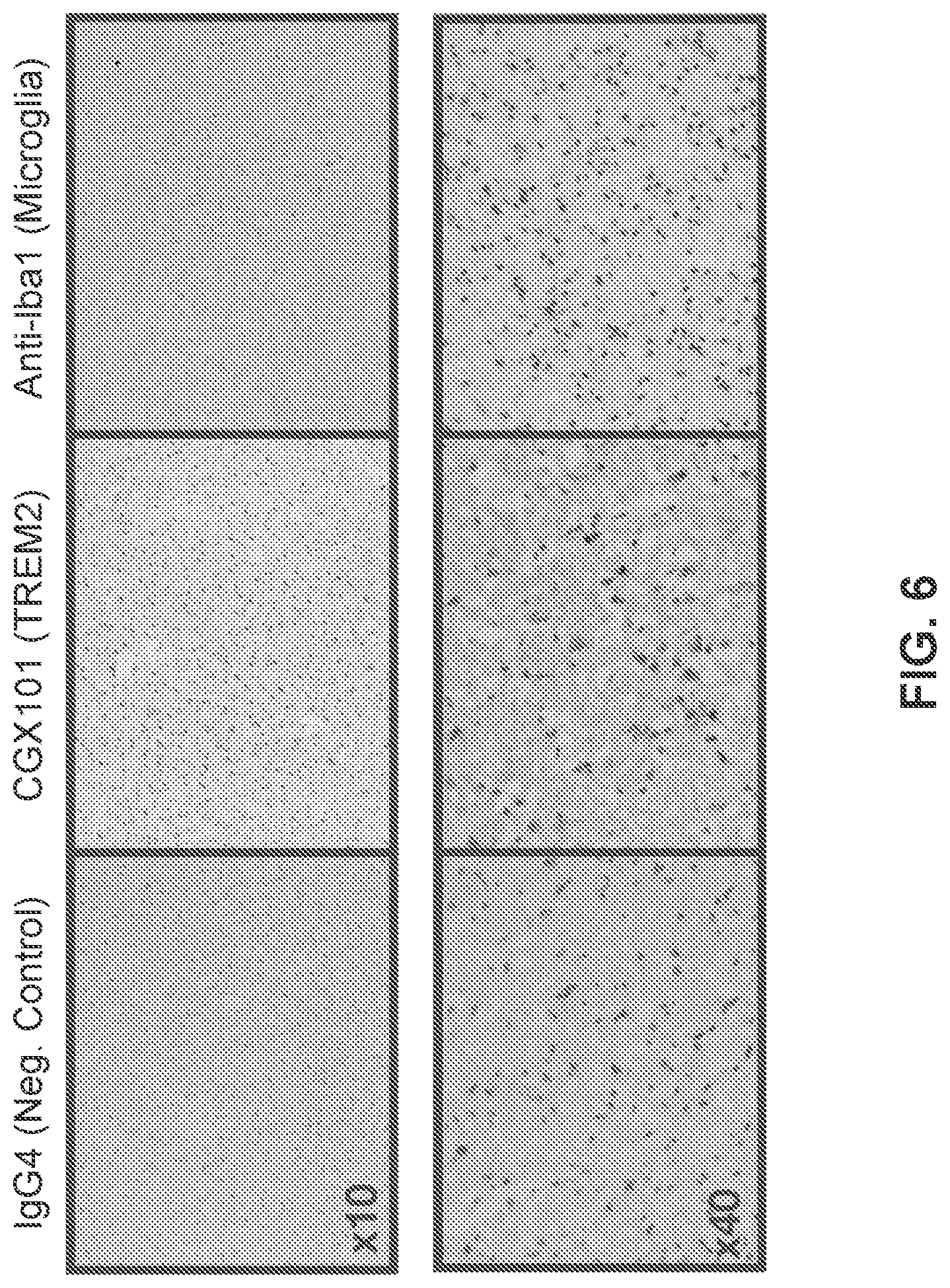 Patent US12351629 Figure 6 – TREM2 antibodies and uses thereof