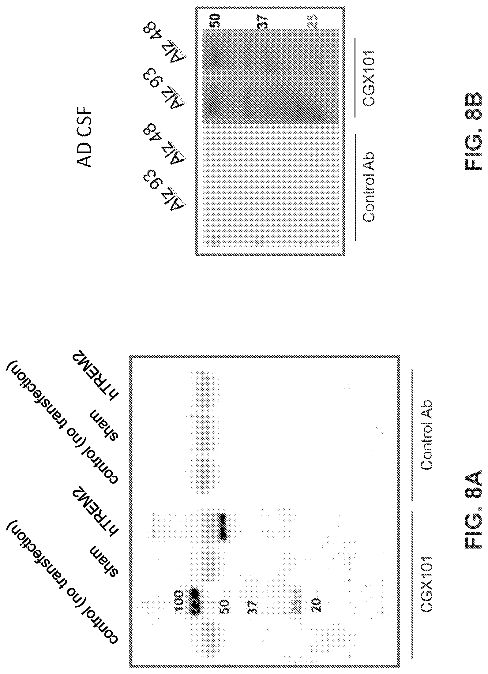 Patent US12351629 Figure 8 – TREM2 antibodies and uses thereof