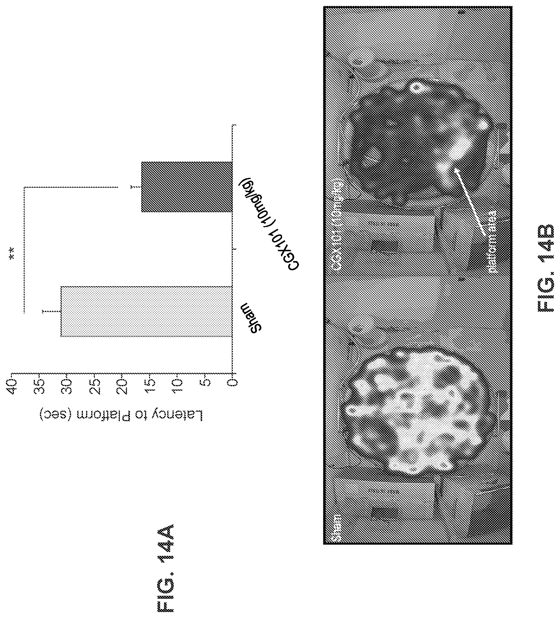 Patent US12351629 Figure 14 – TREM2 antibodies and uses thereof