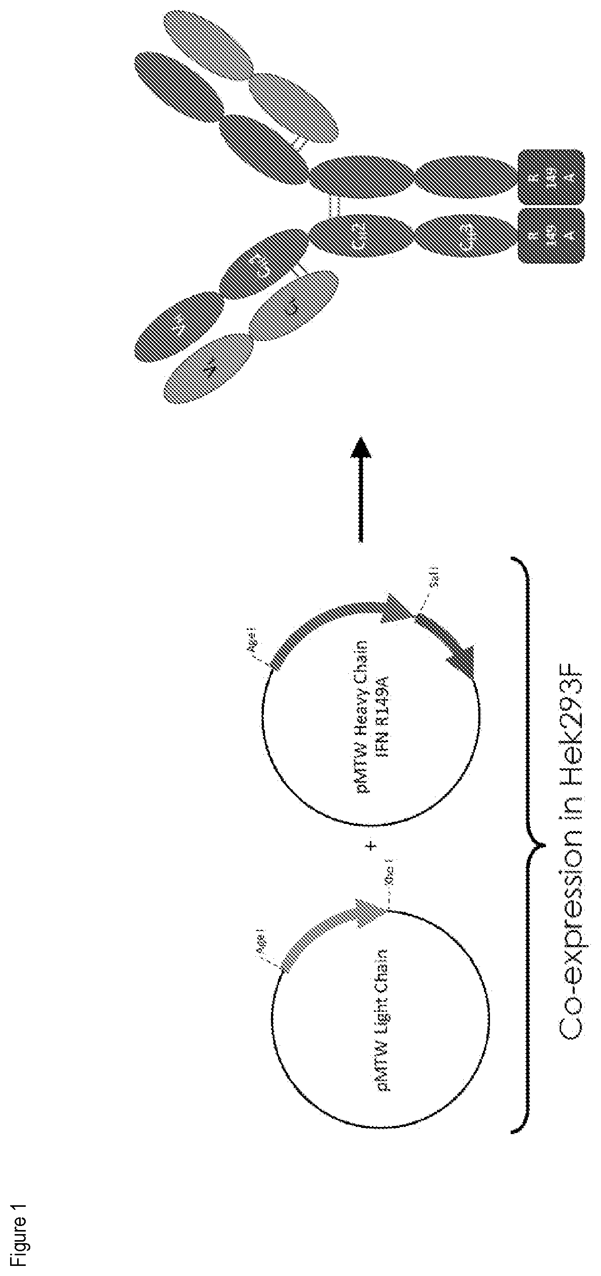 Patent US12351633 Figure 1 – PD-1 and PD-L1 binding agents