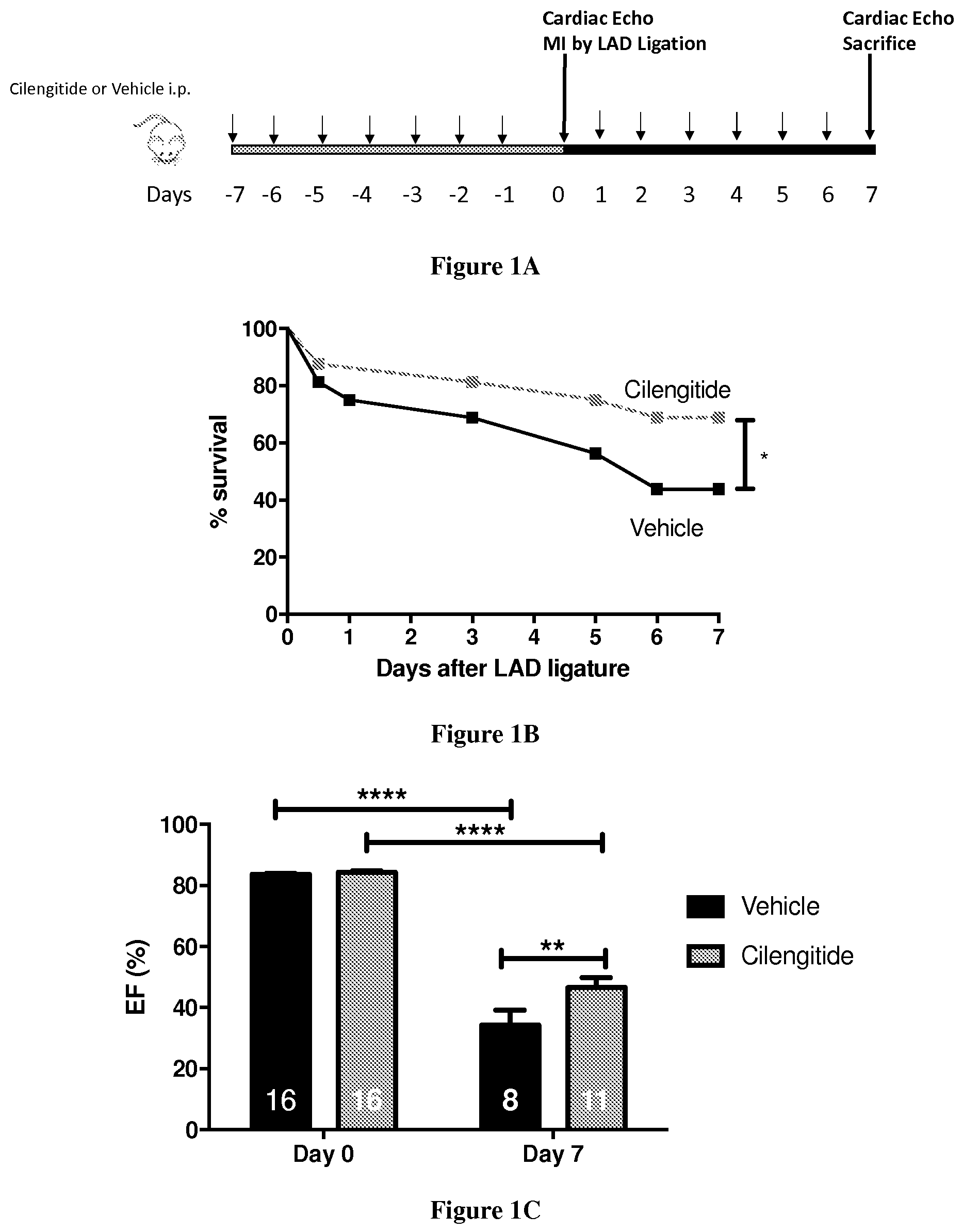 Patent US12351634 Figure 1 – Use of cilengitide for ameliorating cardiac fibrosis occurring in response to myocardial infarction