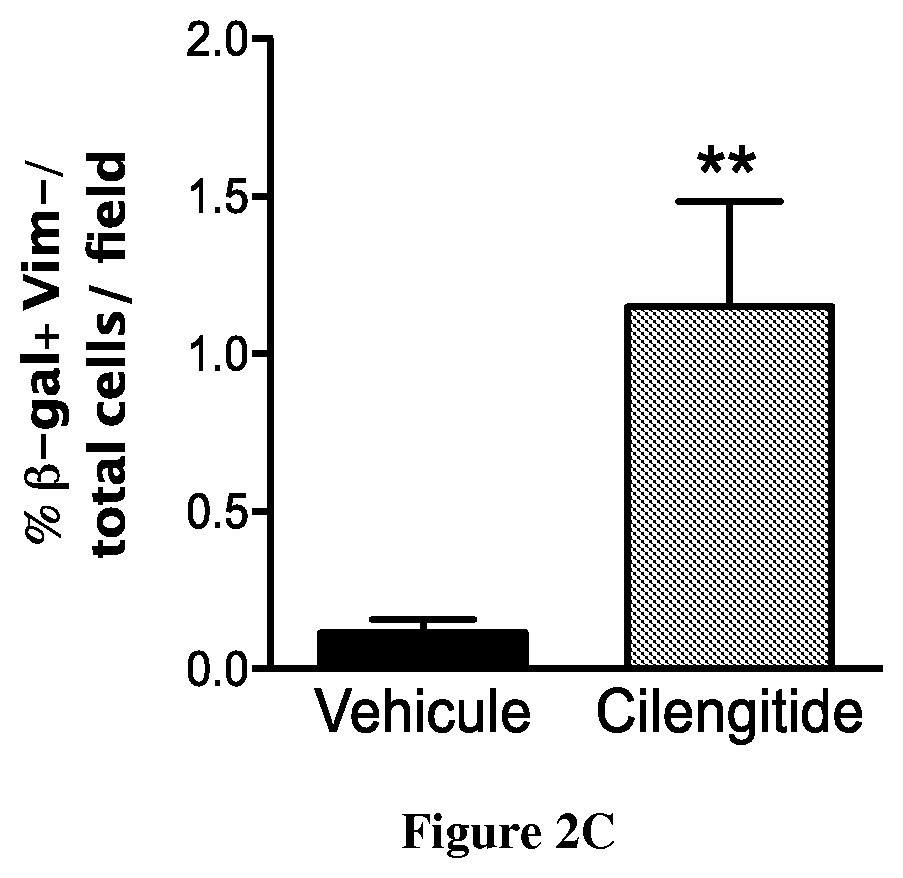 Patent US12351634 Figure 4 – Use of cilengitide for ameliorating cardiac fibrosis occurring in response to myocardial infarction