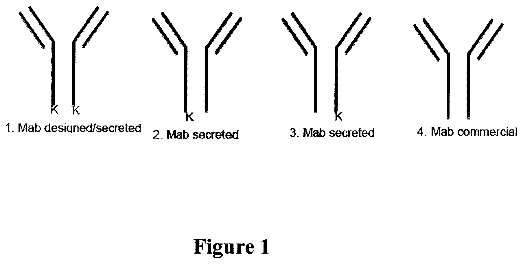 Patent US12351636 Figure 1 – Fusion immunomodulatory proteins and methods for making same
