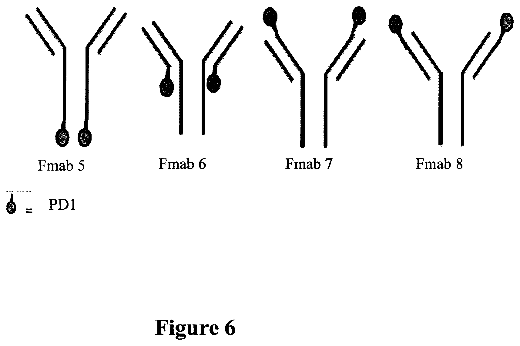 Patent US12351636 Figure 8 – Fusion immunomodulatory proteins and methods for making same