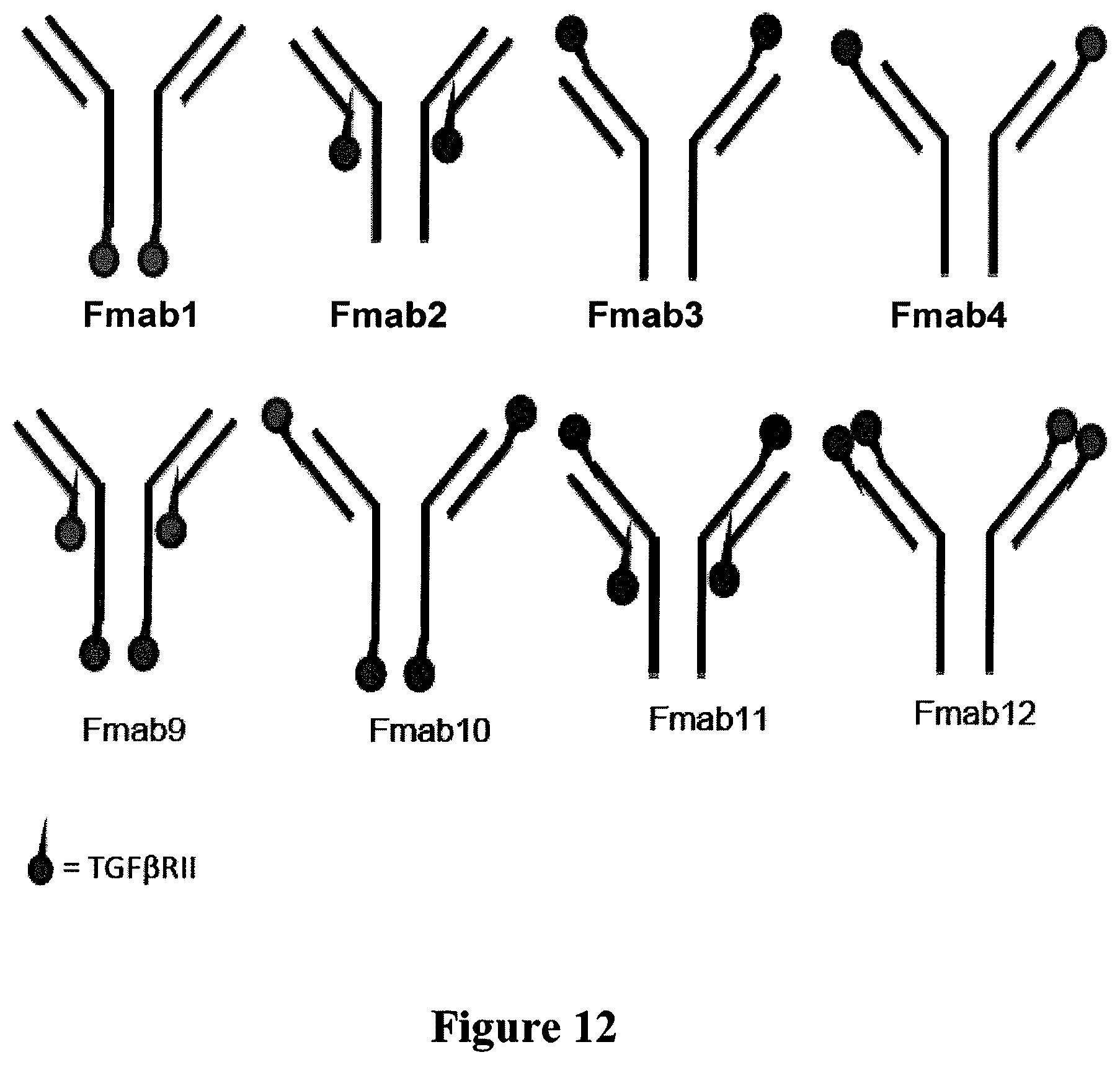 Patent US12351636 Figure 14 – Fusion immunomodulatory proteins and methods for making same