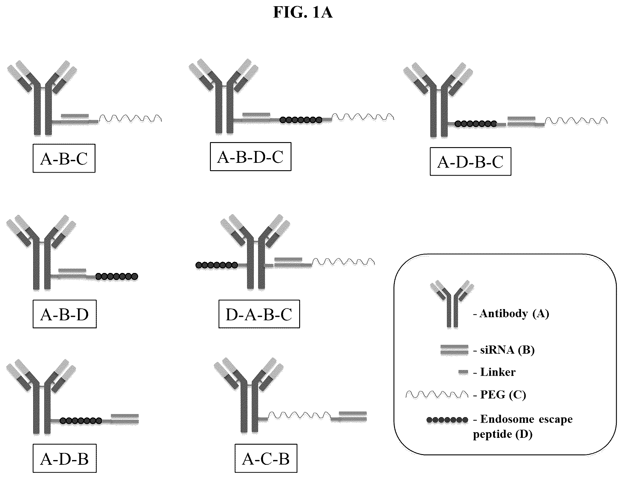 Patent US12351637 Figure 1 – Nucleic acid-polypeptide compositions and uses thereof