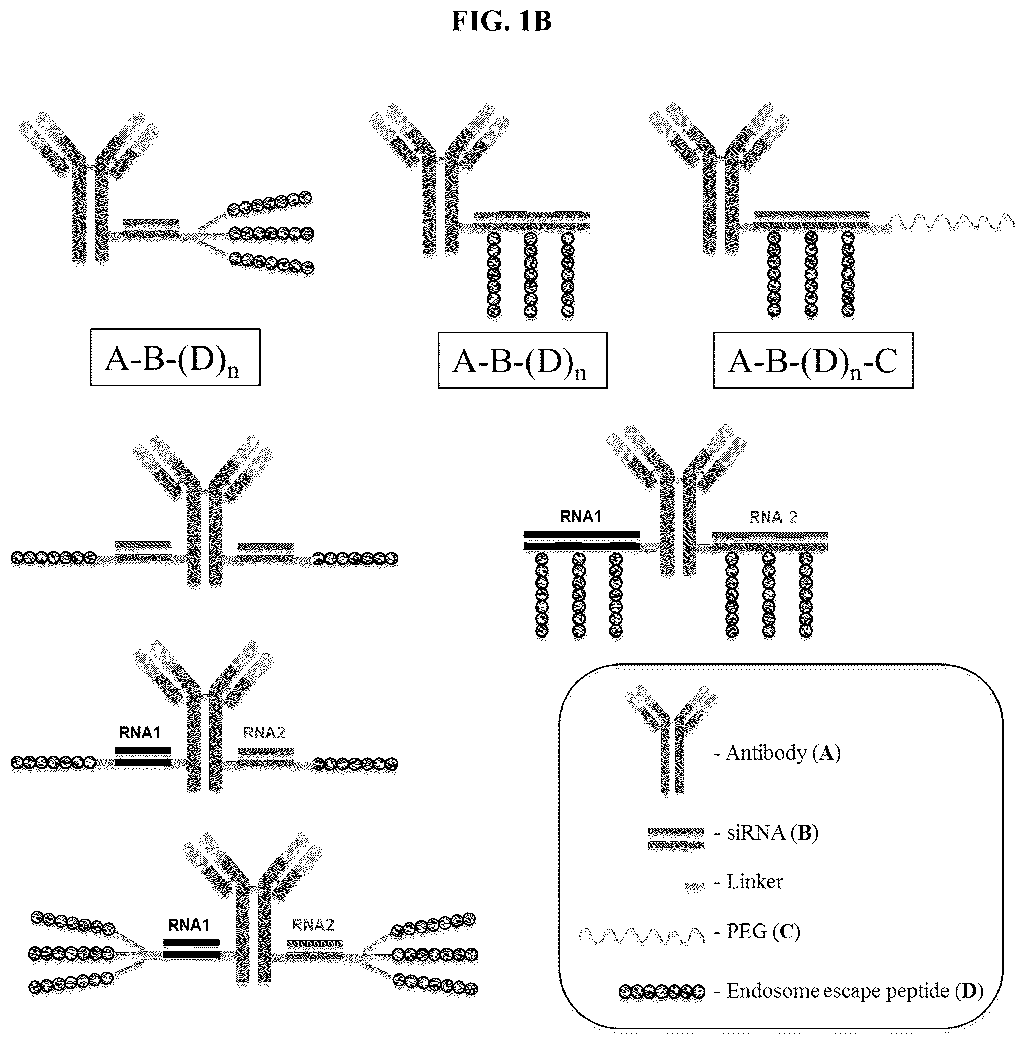 Patent US12351637 Figure 2 – Nucleic acid-polypeptide compositions and uses thereof