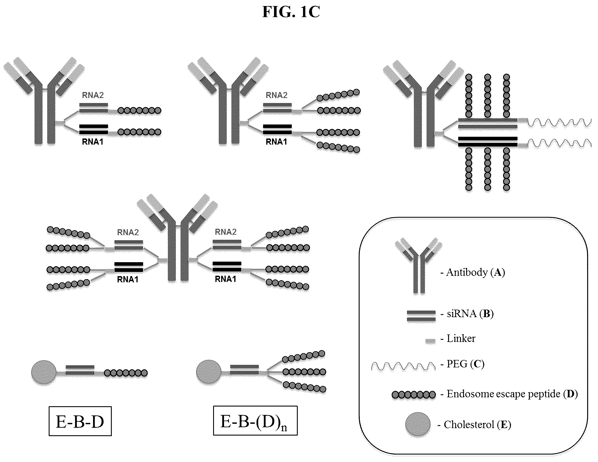 Patent US12351637 Figure 3 – Nucleic acid-polypeptide compositions and uses thereof