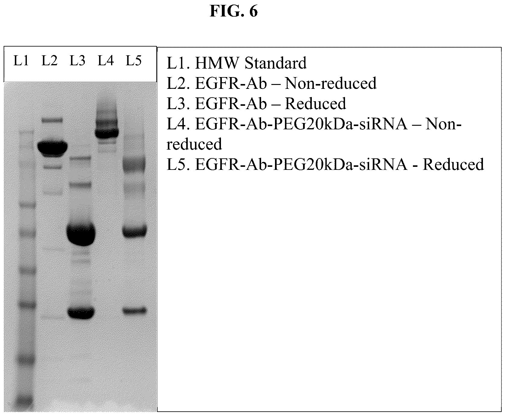 Patent US12351637 Figure 6 – Nucleic acid-polypeptide compositions and uses thereof