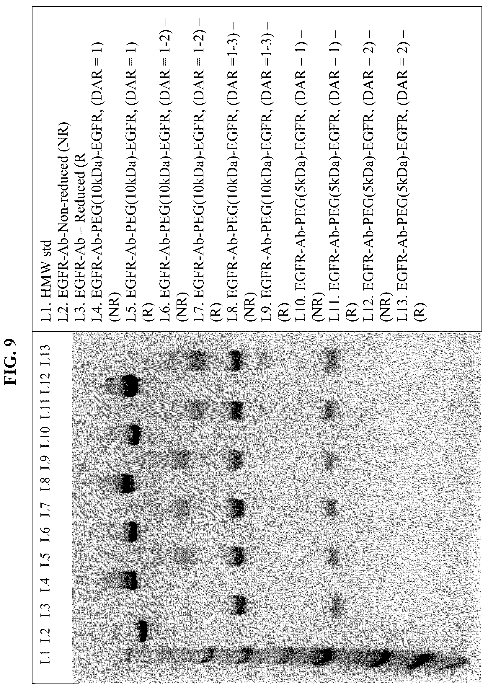 Patent US12351637 Figure 9 – Nucleic acid-polypeptide compositions and uses thereof