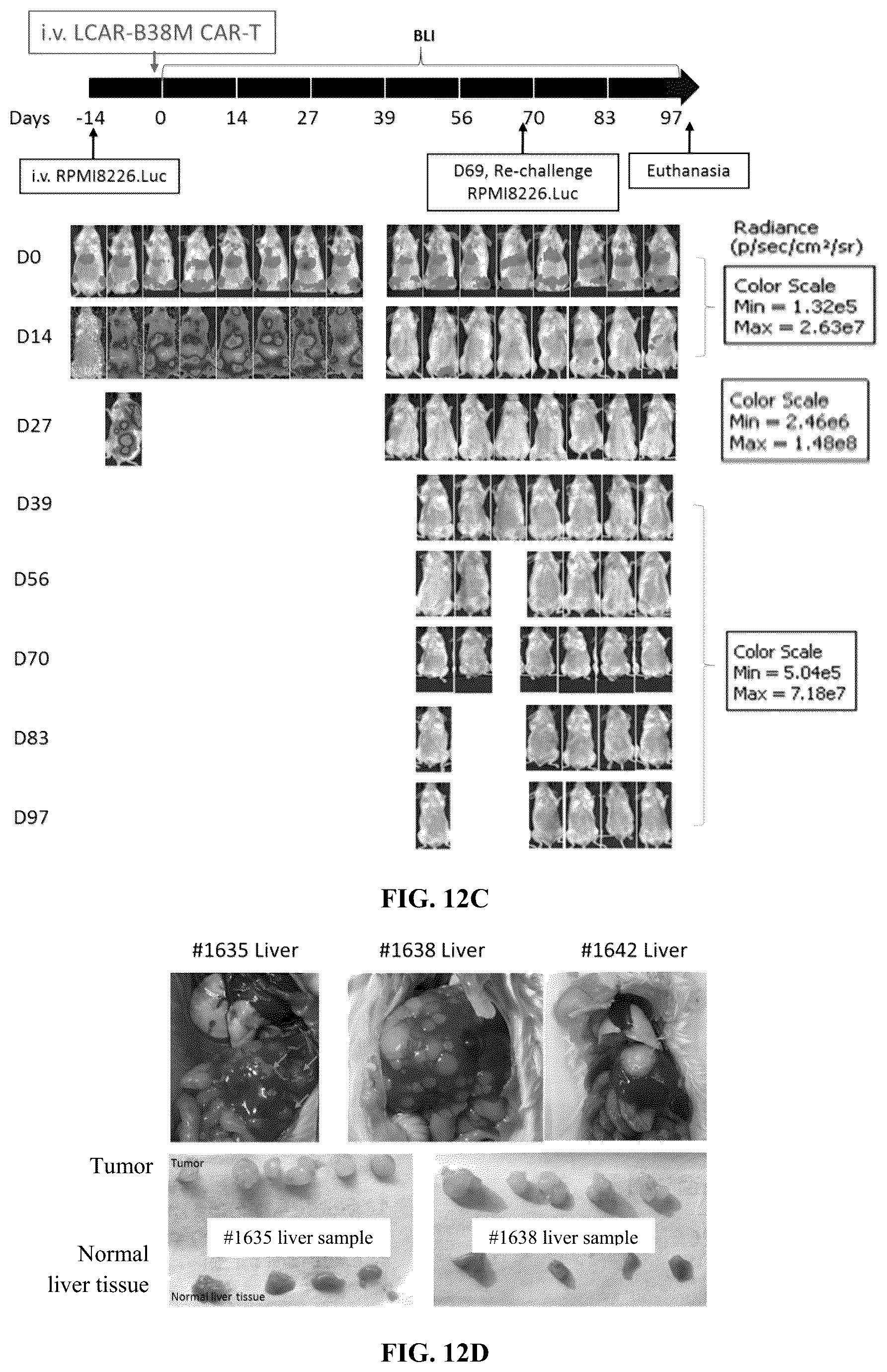 Patent US12351638 Figure 16 – Chimeric antigen receptors targeting BCMA and methods of use thereof