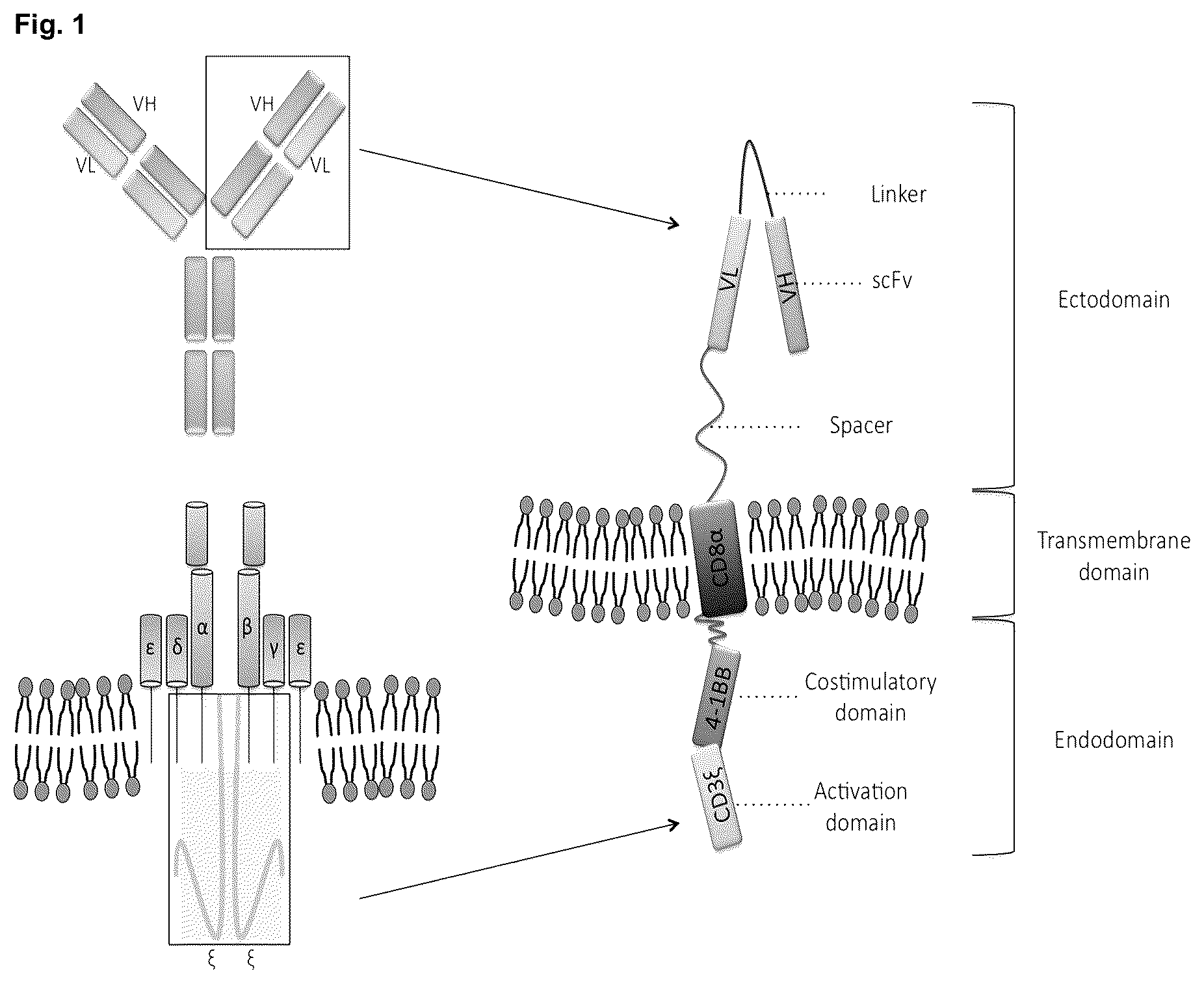 Patent US12351640 Figure 1 – Chimeric antigen receptor and CAR-T cells that bind BCMA