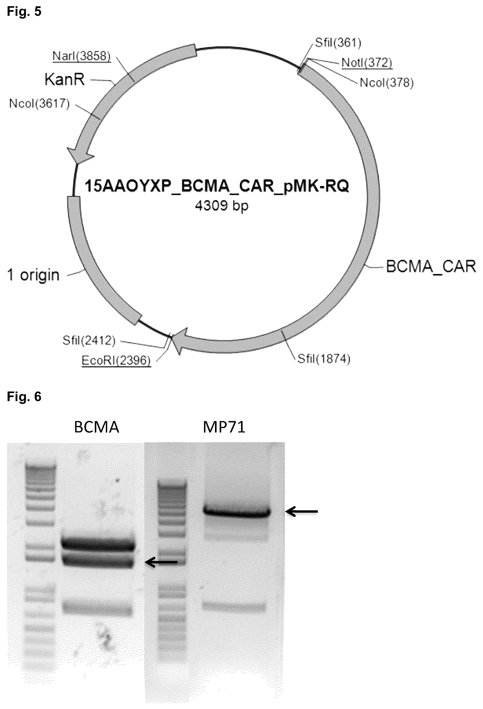 Patent US12351640 Figure 5 – Chimeric antigen receptor and CAR-T cells that bind BCMA