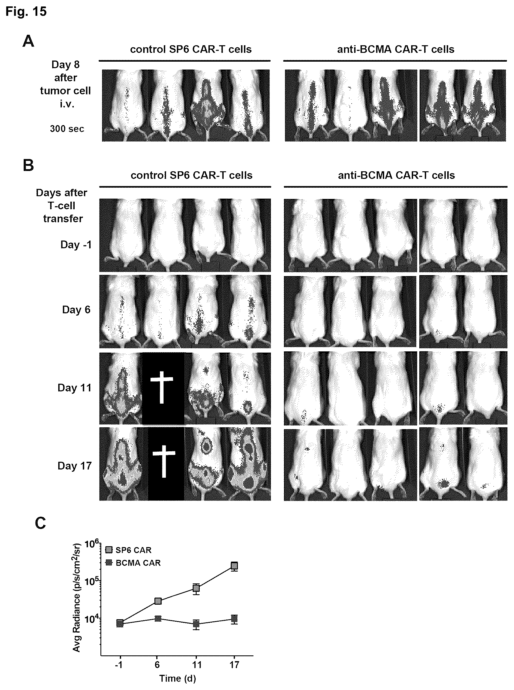 Patent US12351640 Figure 17 – Chimeric antigen receptor and CAR-T cells that bind BCMA